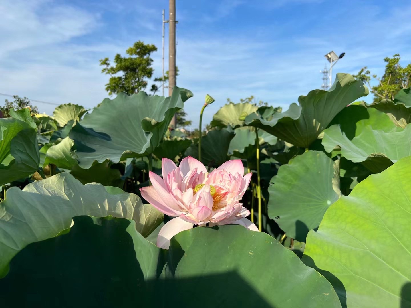 藕遇公园旅行图片 2