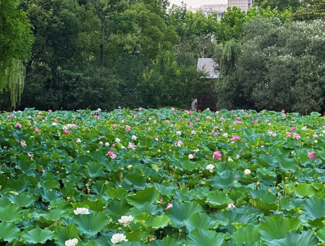 藕遇公园旅行图片 2