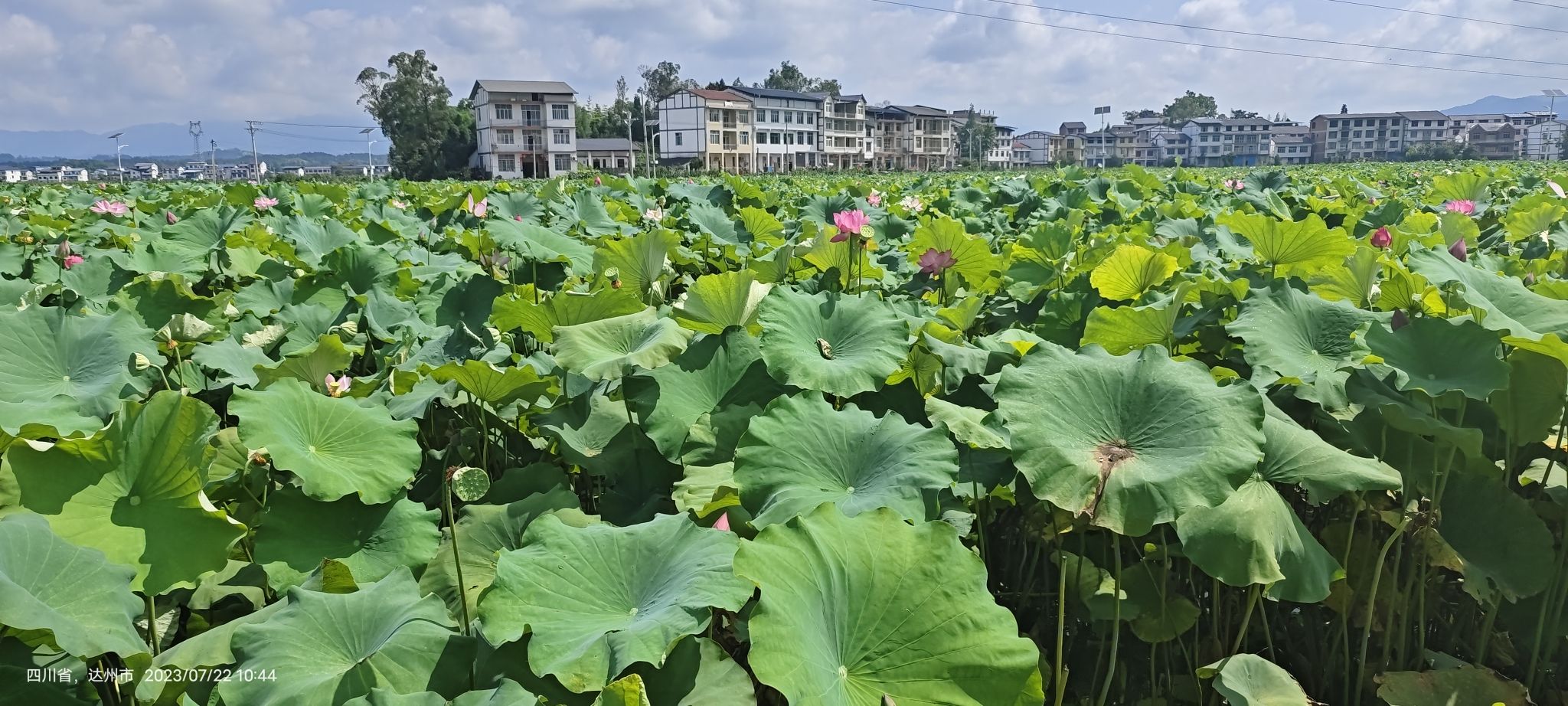 莲花世界旅行图片 3