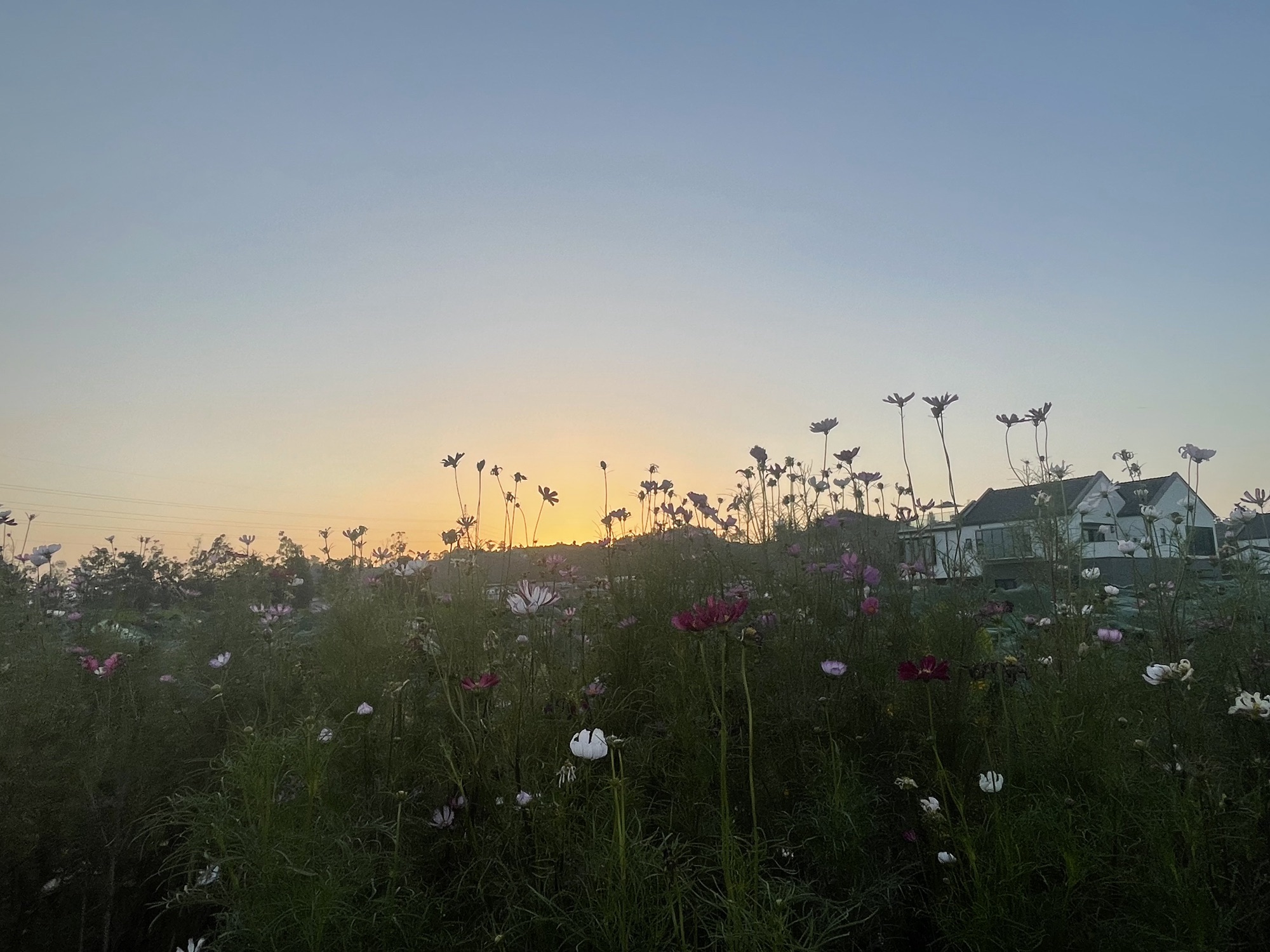 莲花世界旅行图片 2