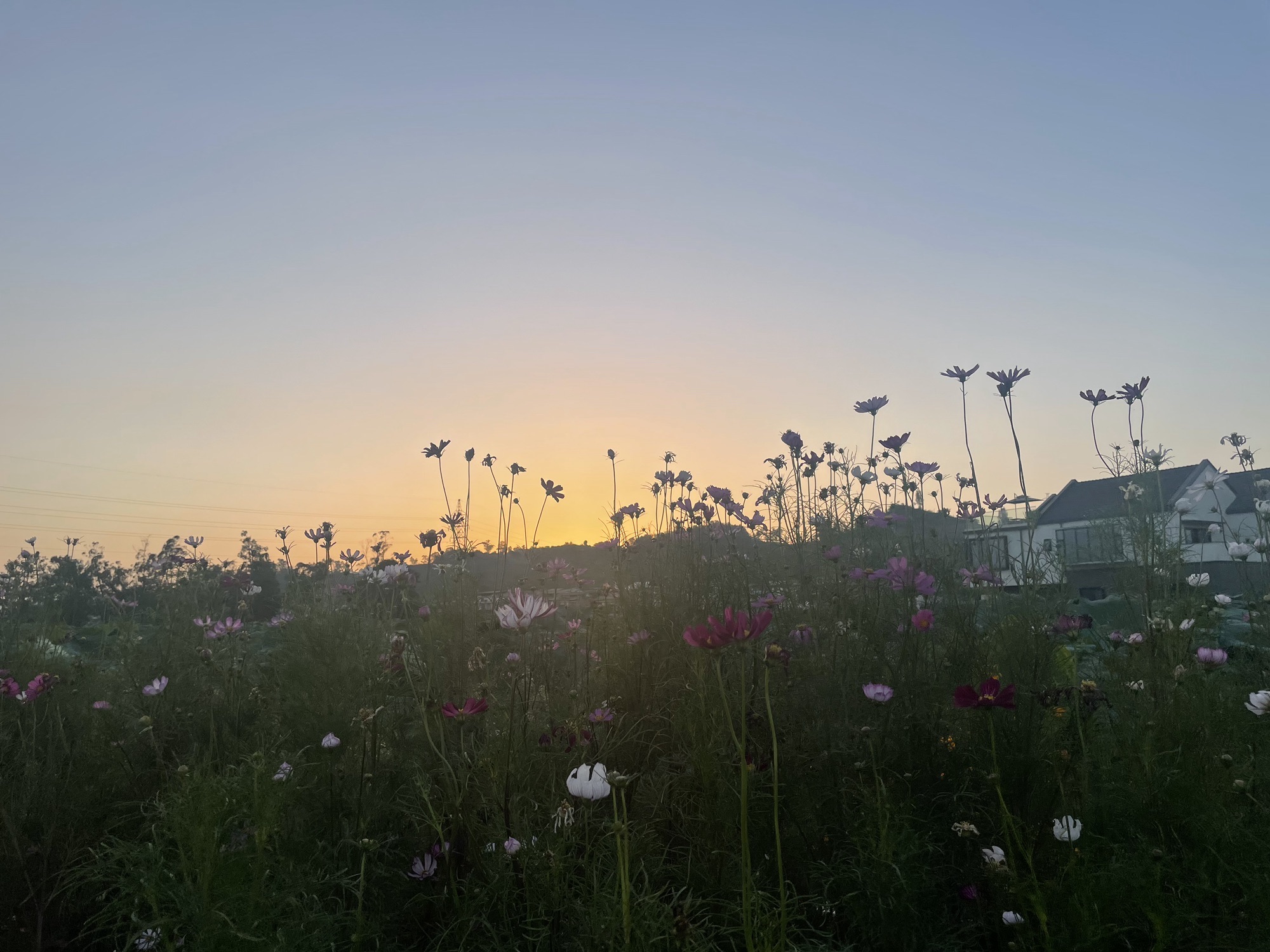 莲花世界旅行图片 1