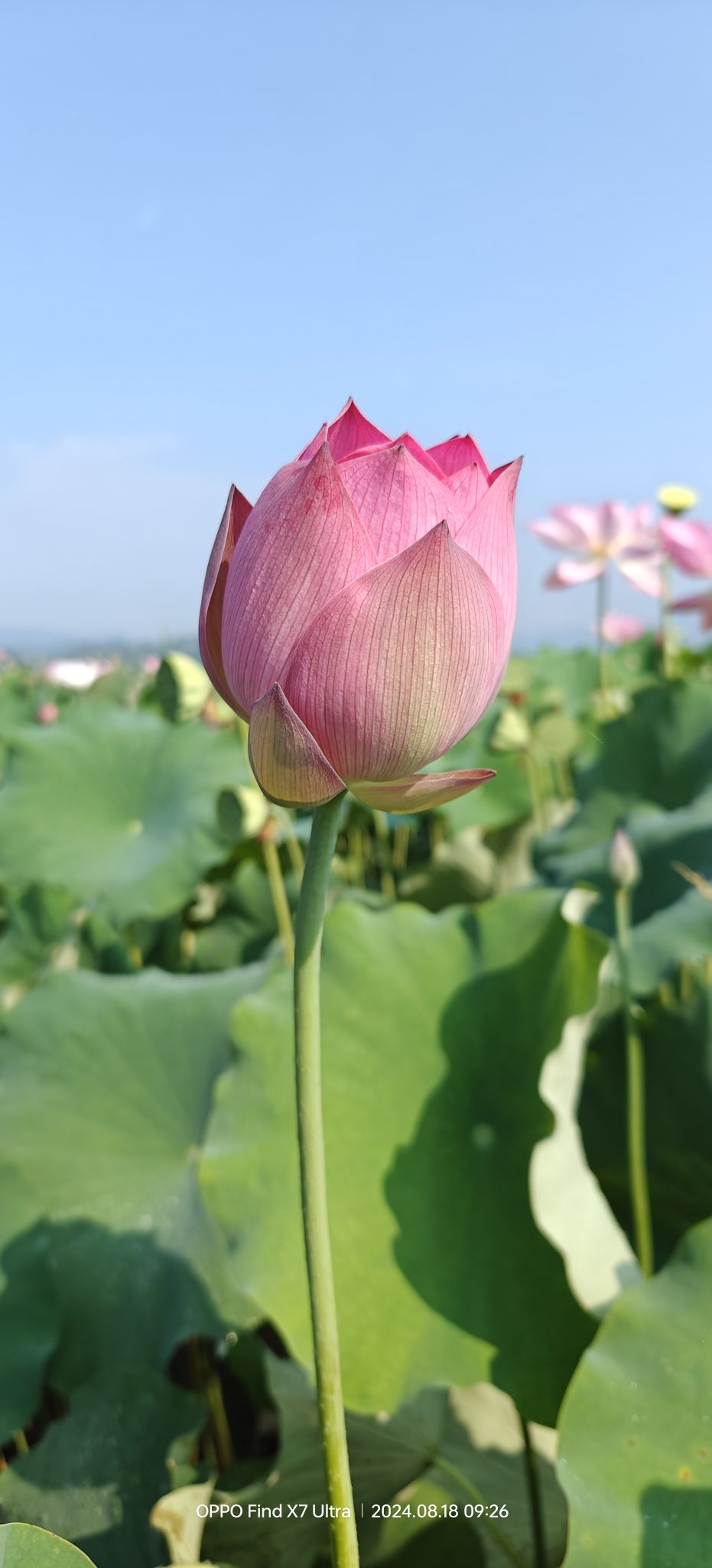 莲花世界旅行图片 3