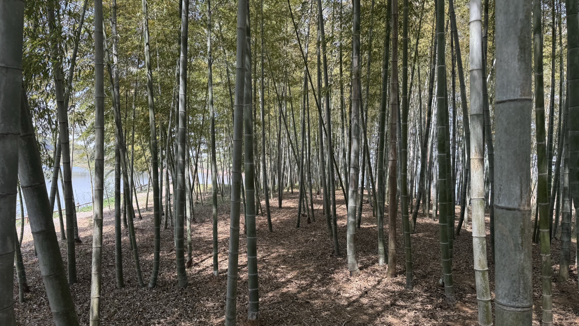 趣野集·三青森林营地