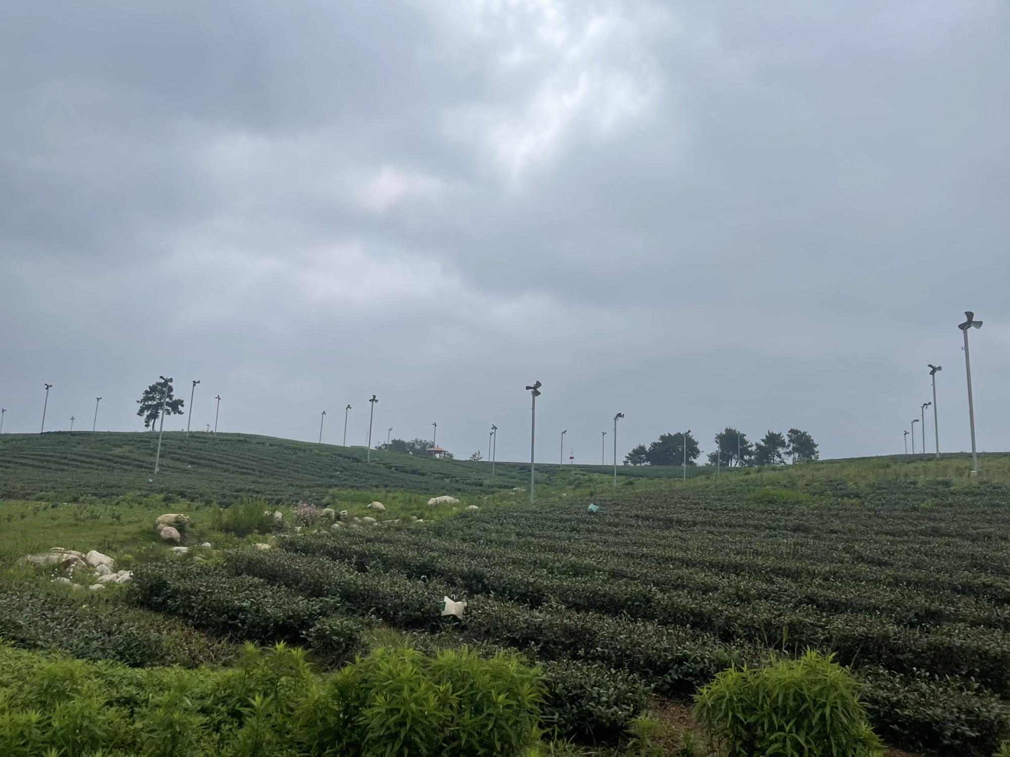 江苏省金坛茅山旅游度假区·茅山茶海旅行图片 3