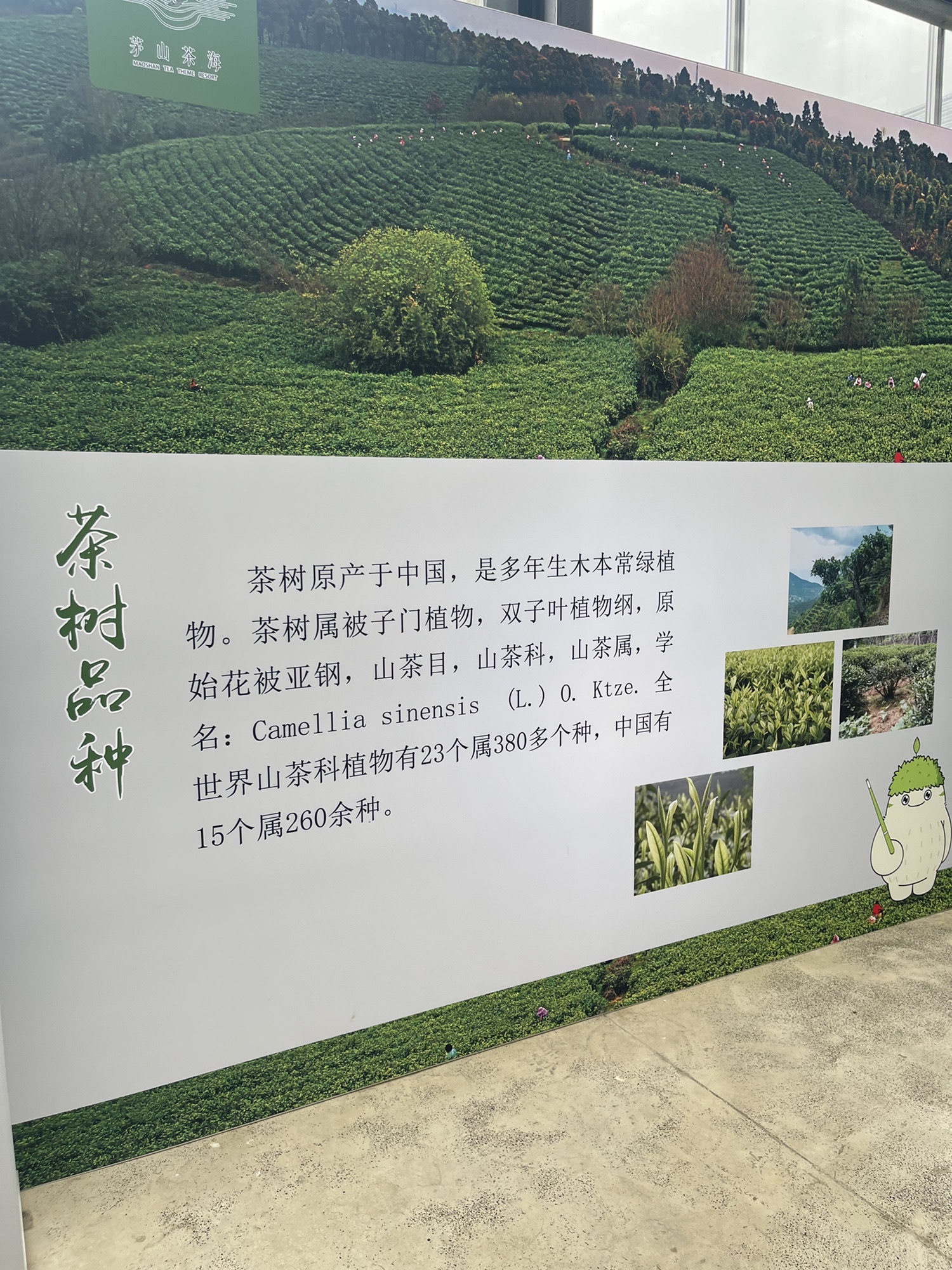 江苏省金坛茅山旅游度假区·茅山茶海旅行图片 1