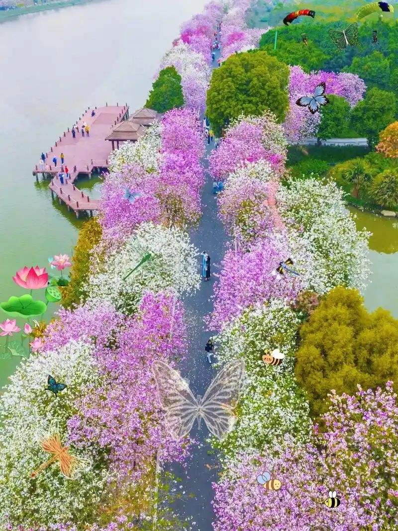 日月湖太极花海旅行图片 2