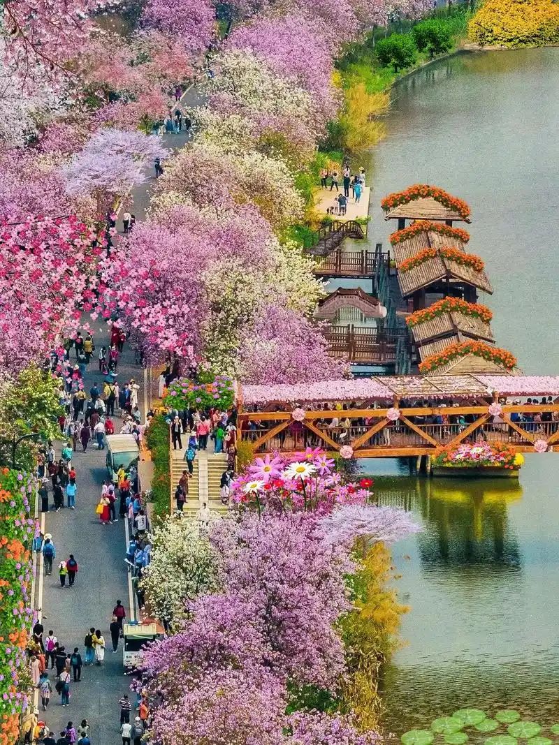 日月湖太极花海旅行图片 3