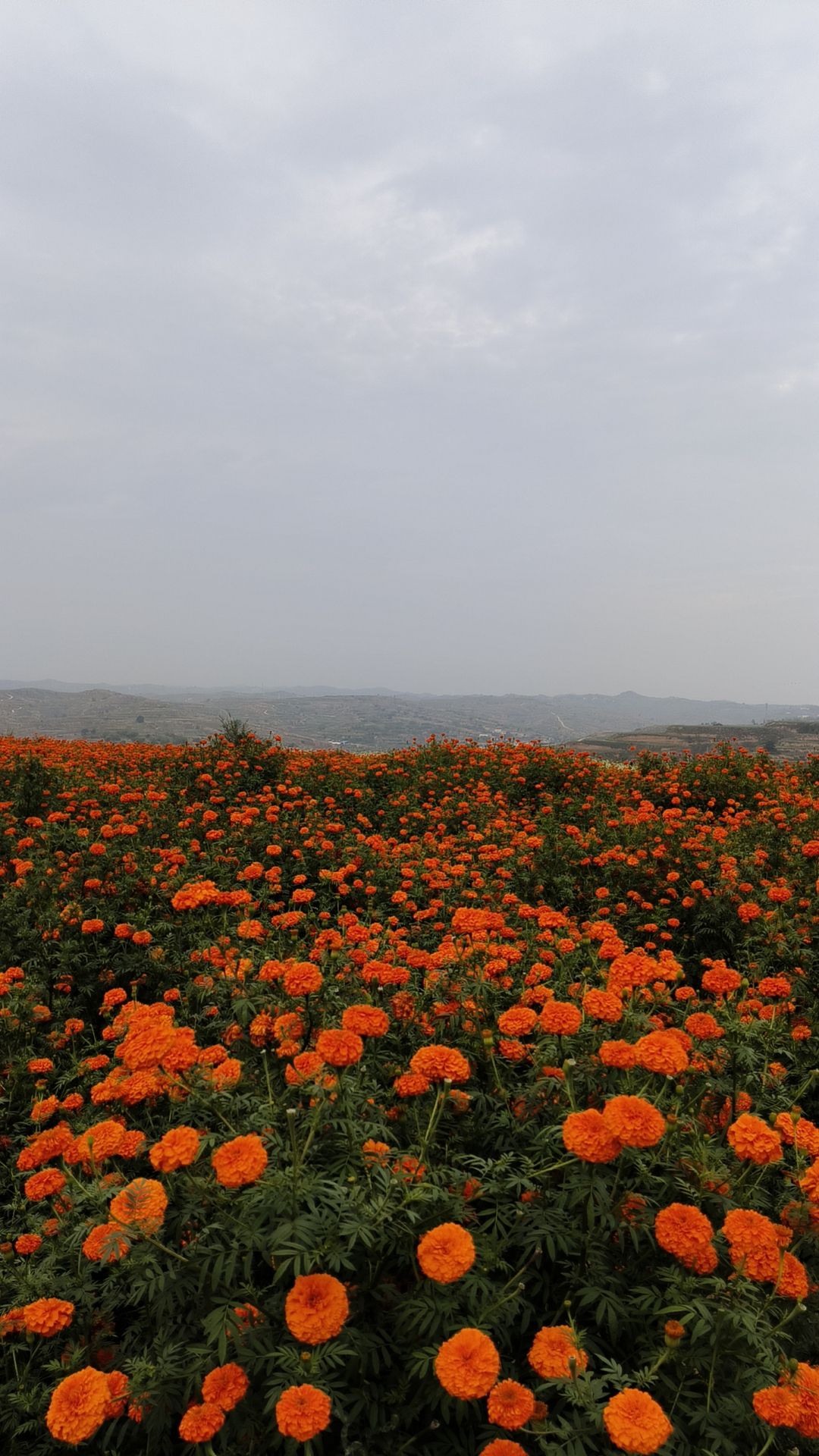 武乡菊花小镇旅行图片 2