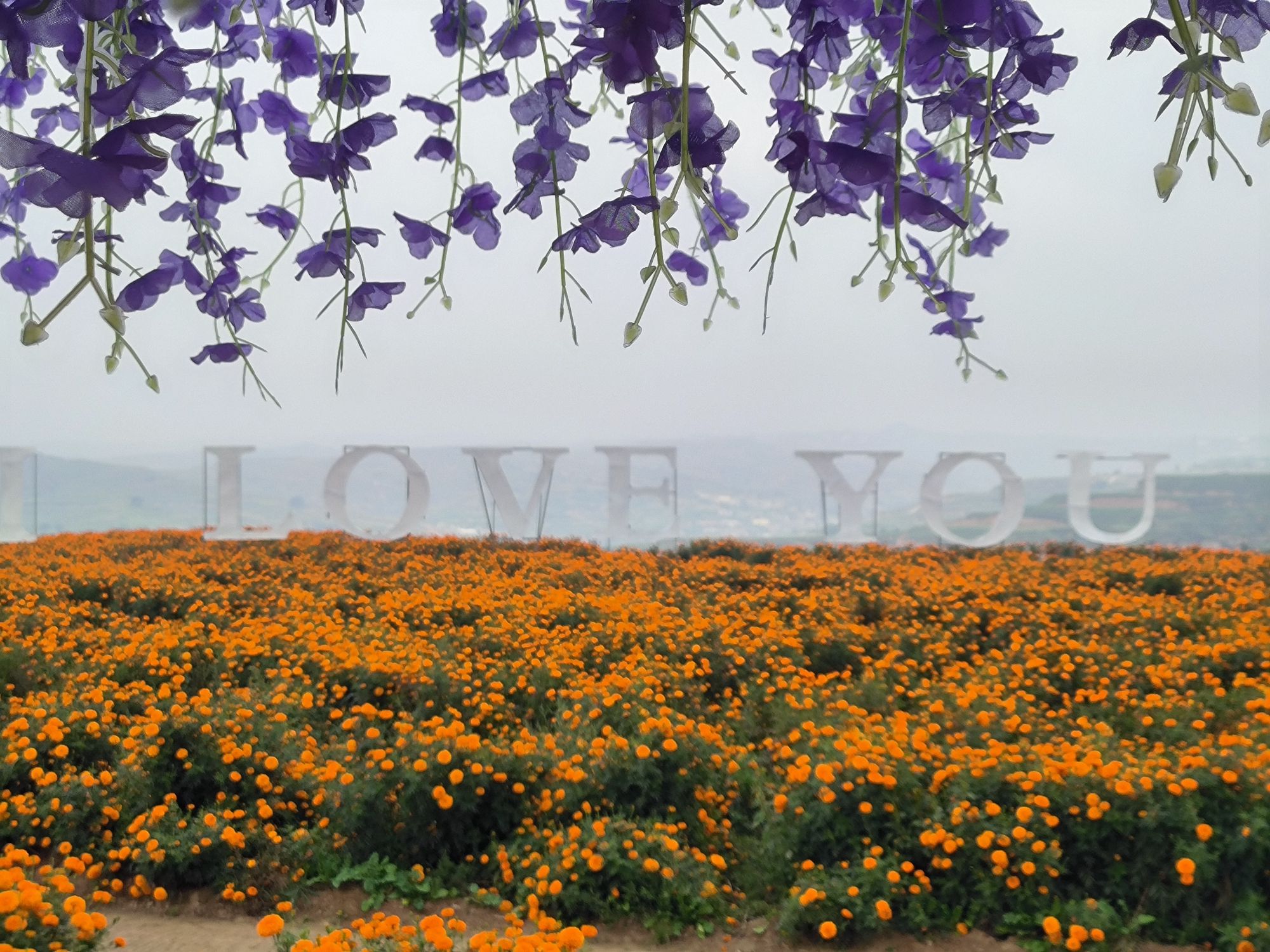 武乡菊花小镇旅行图片 3