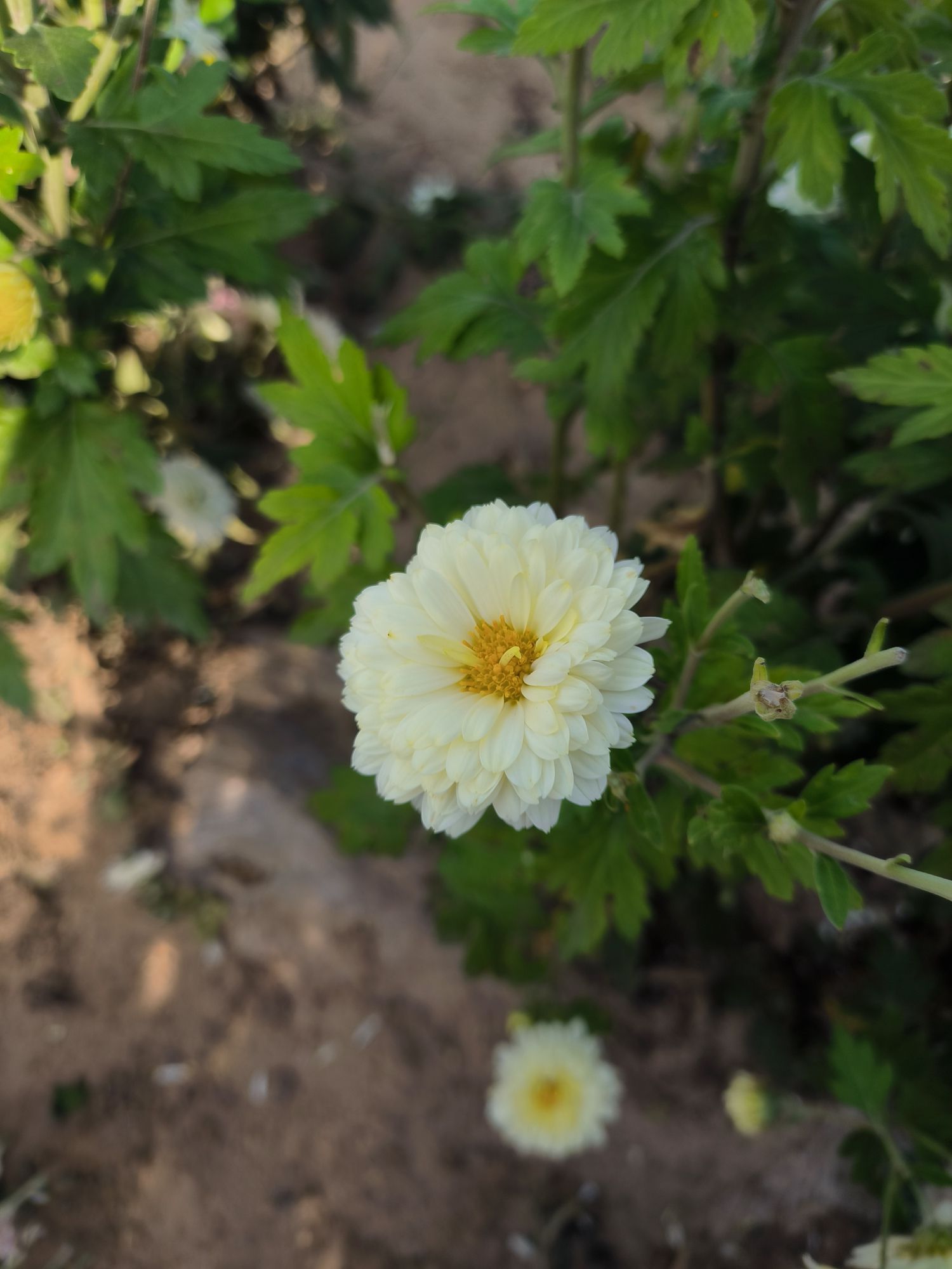 武乡菊花小镇旅行图片 1