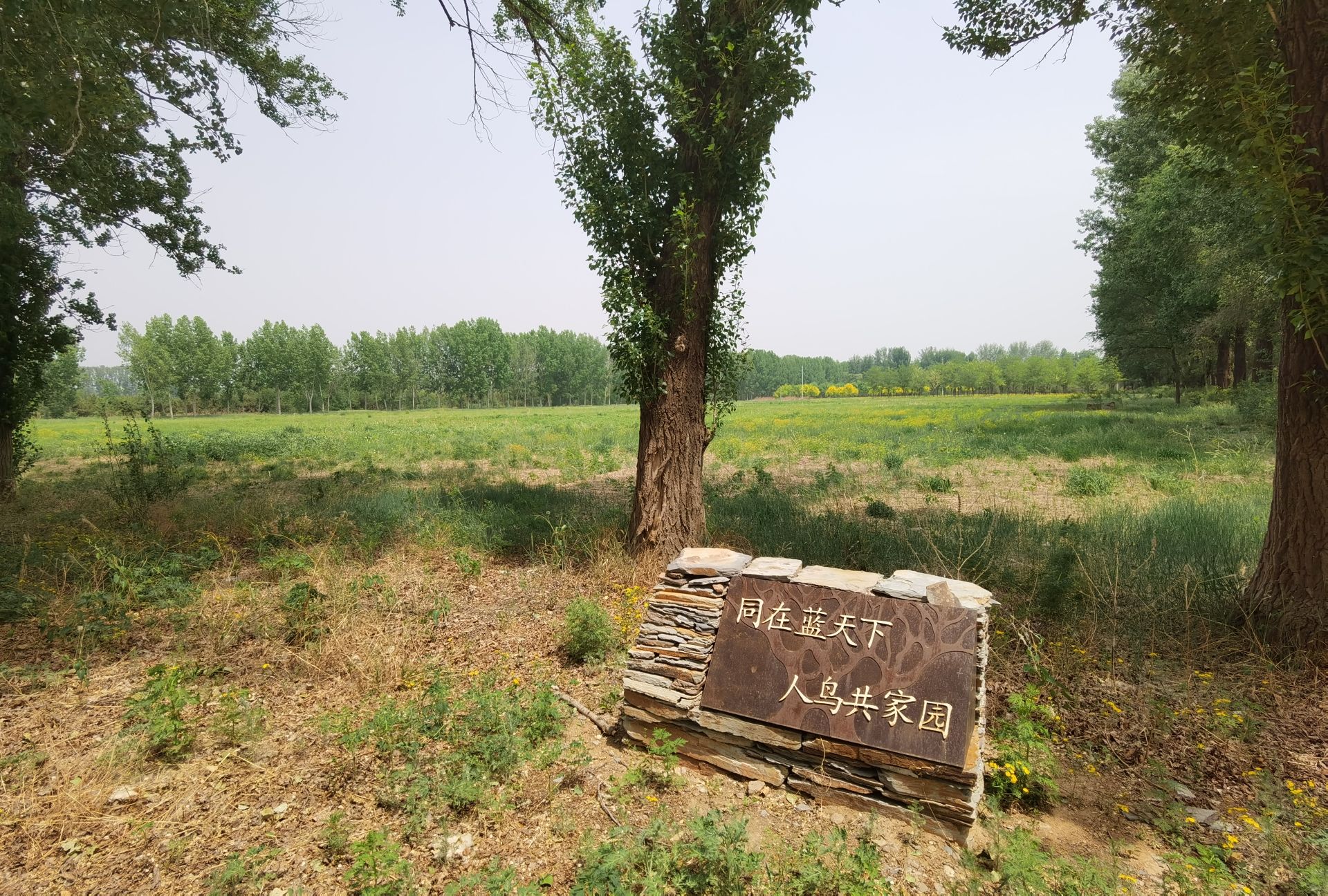 康西森林湿地公园延海秀林旅行图片 2
