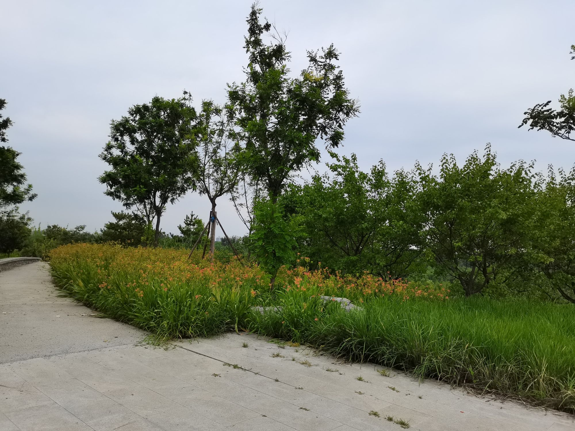 南苑森林湿地公园鹭影台旅行图片 2