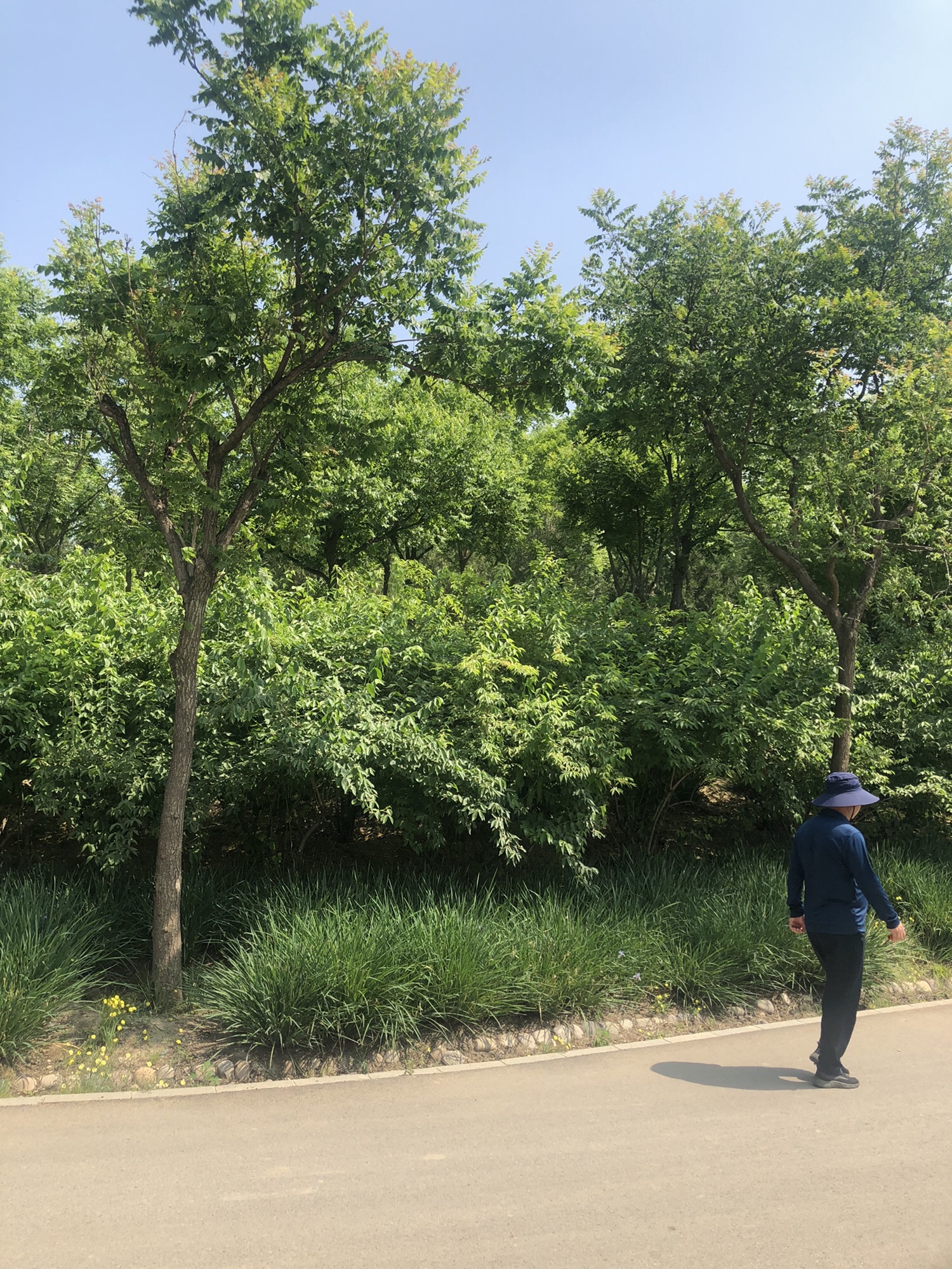 南苑森林湿地公园鹭影台旅行图片 2
