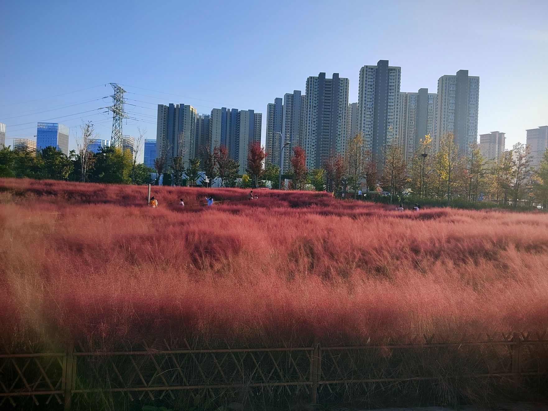 虢都花海旅行图片 2