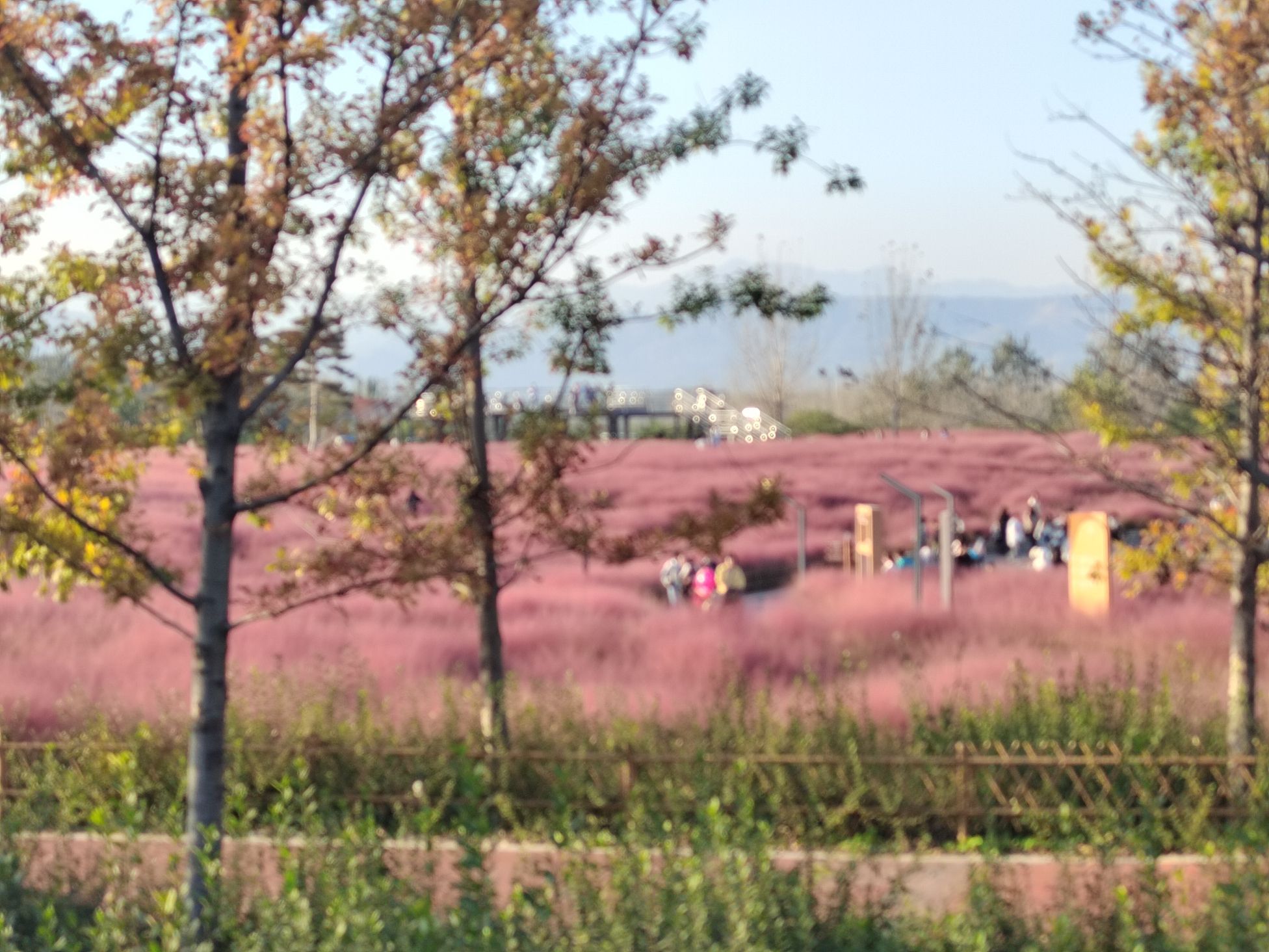 虢都花海旅行图片 3