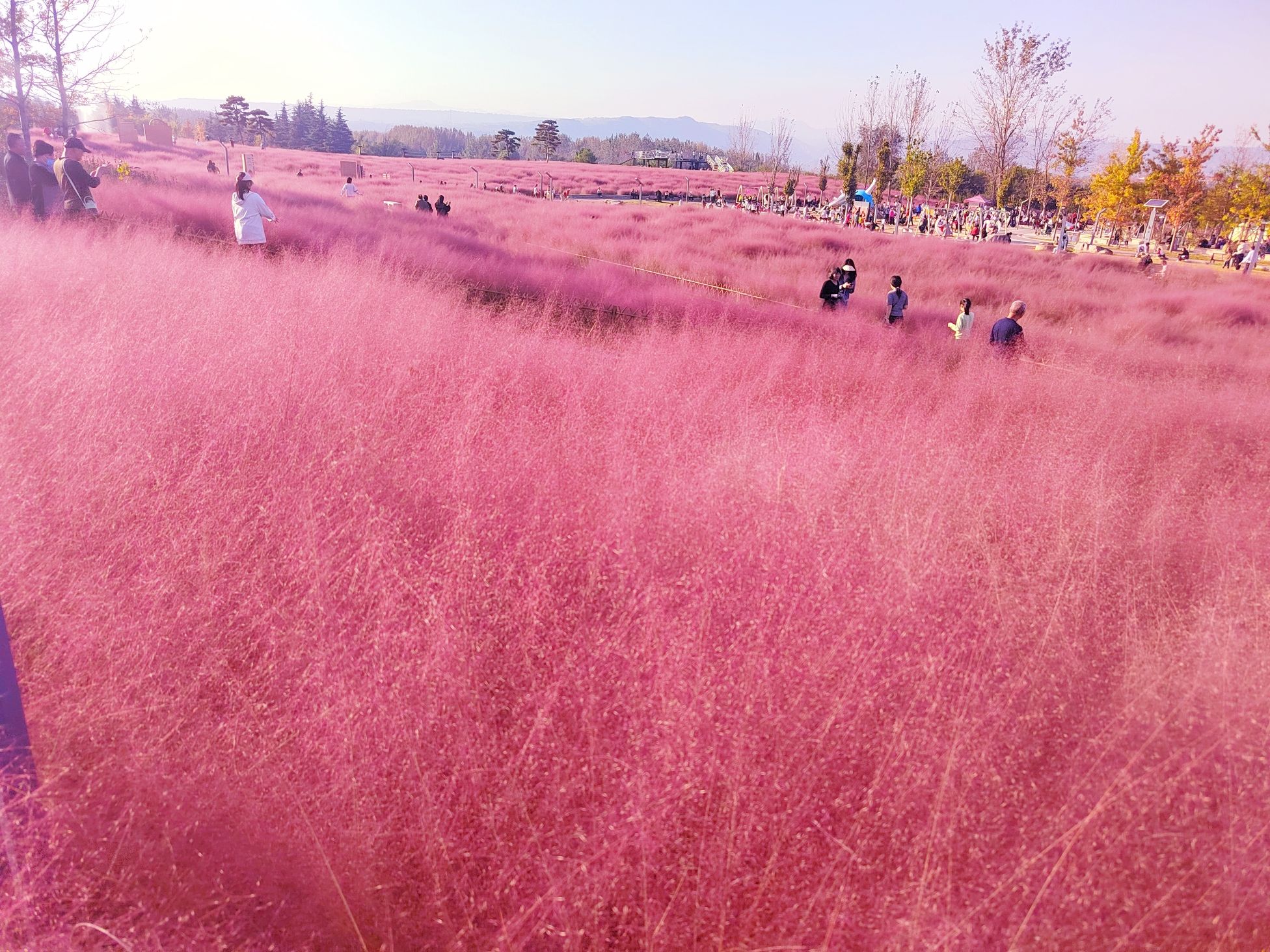 虢都花海旅行图片 1