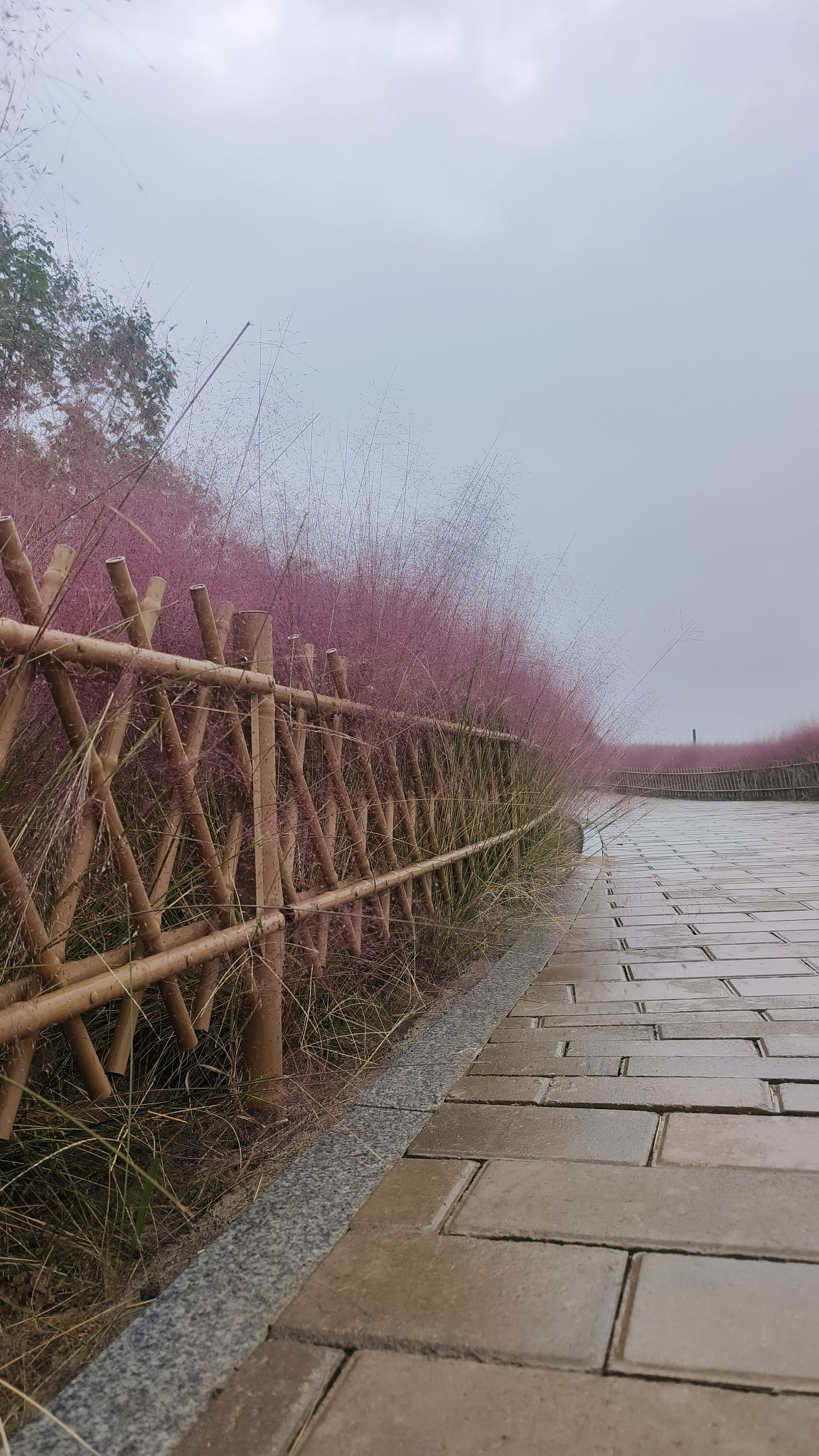 虢都花海旅行图片 2