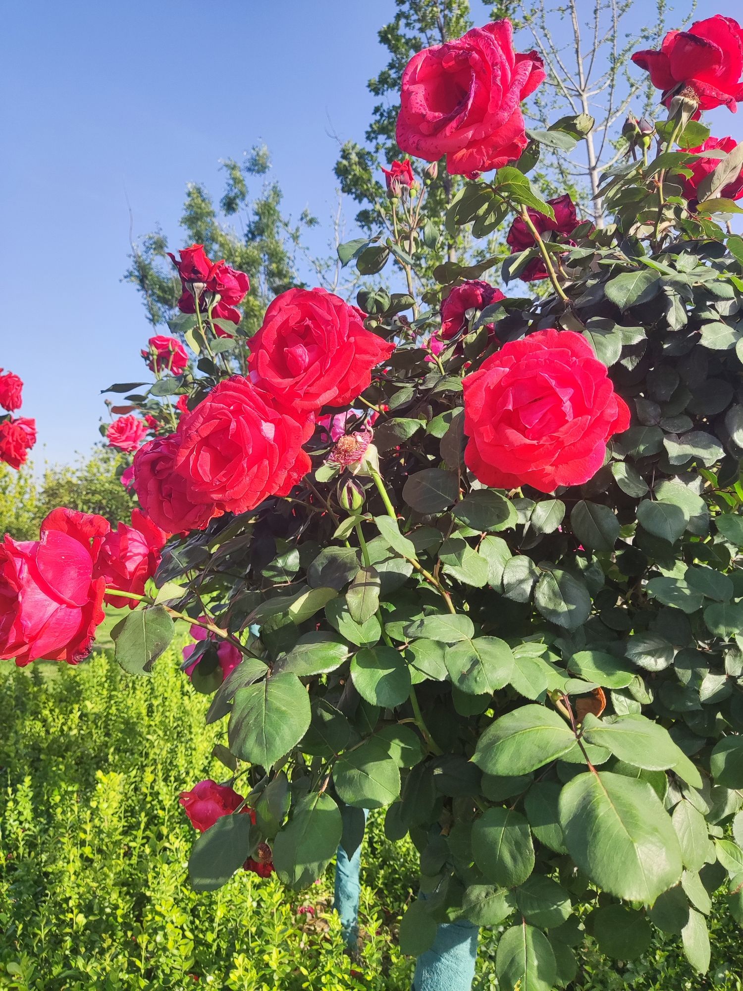 界首花博园旅行图片 2