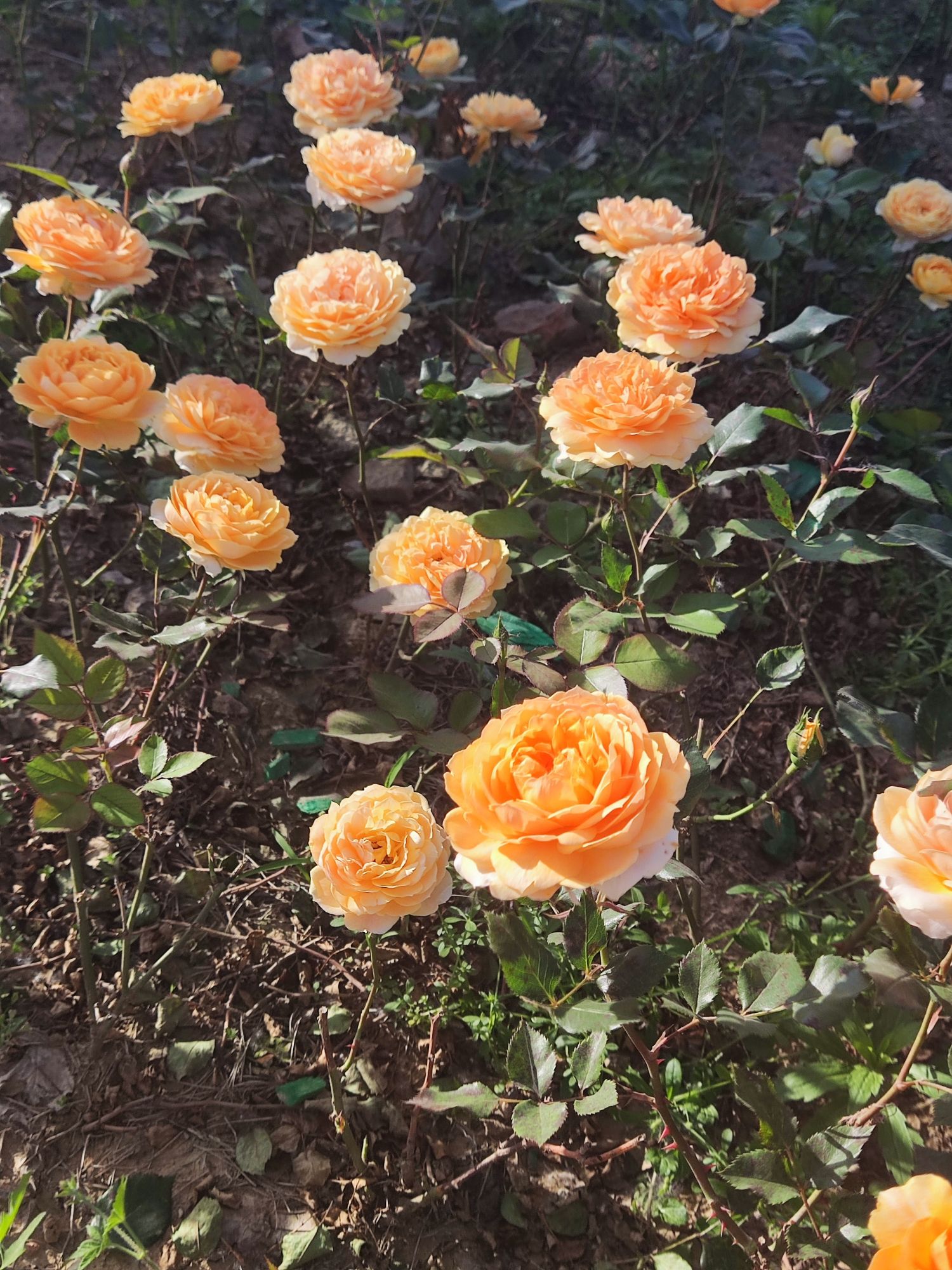 界首花博园旅行图片 3