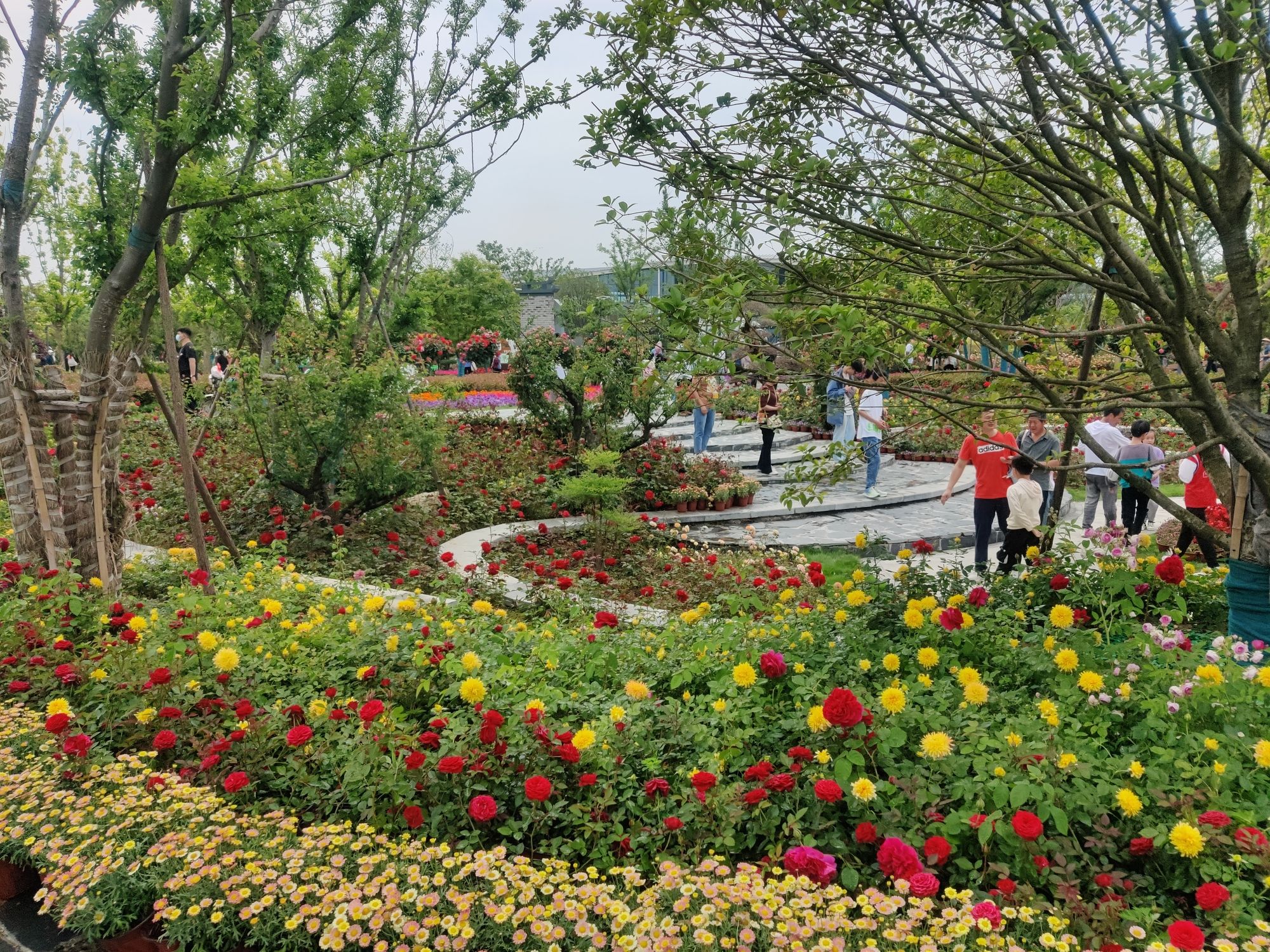 界首花博园旅行图片 1