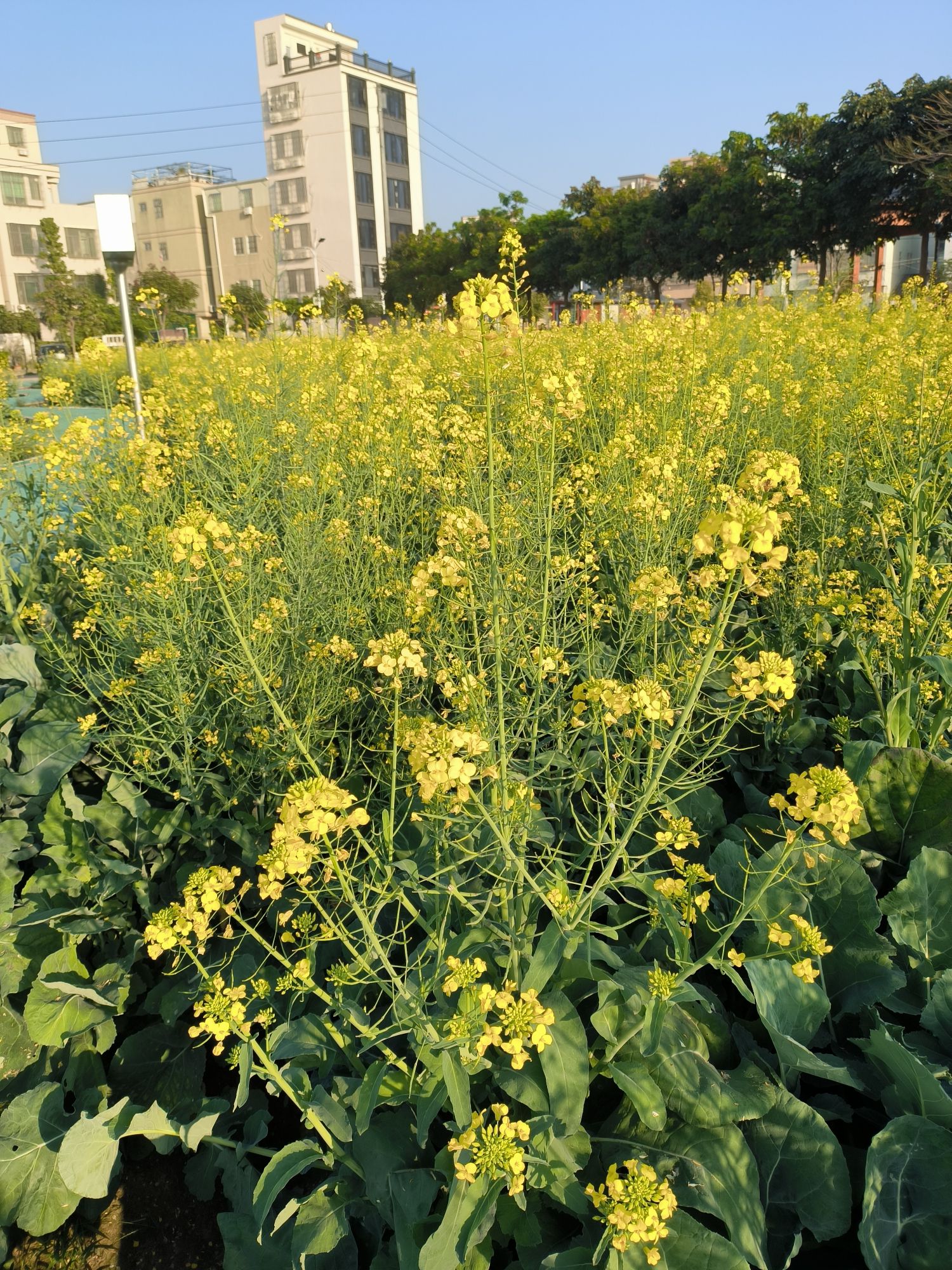 南社村大池文化公园旅行图片 3