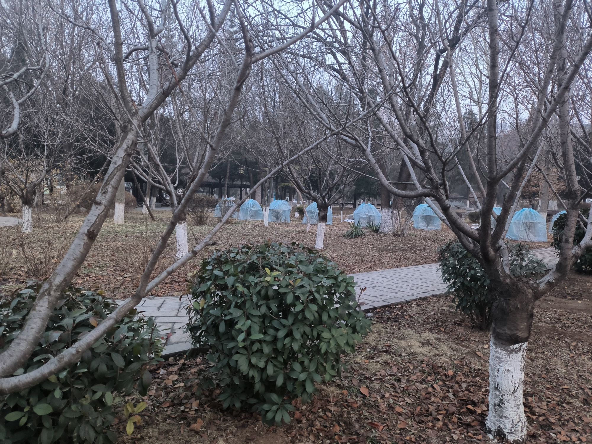 南阳桥公园旅行图片 3