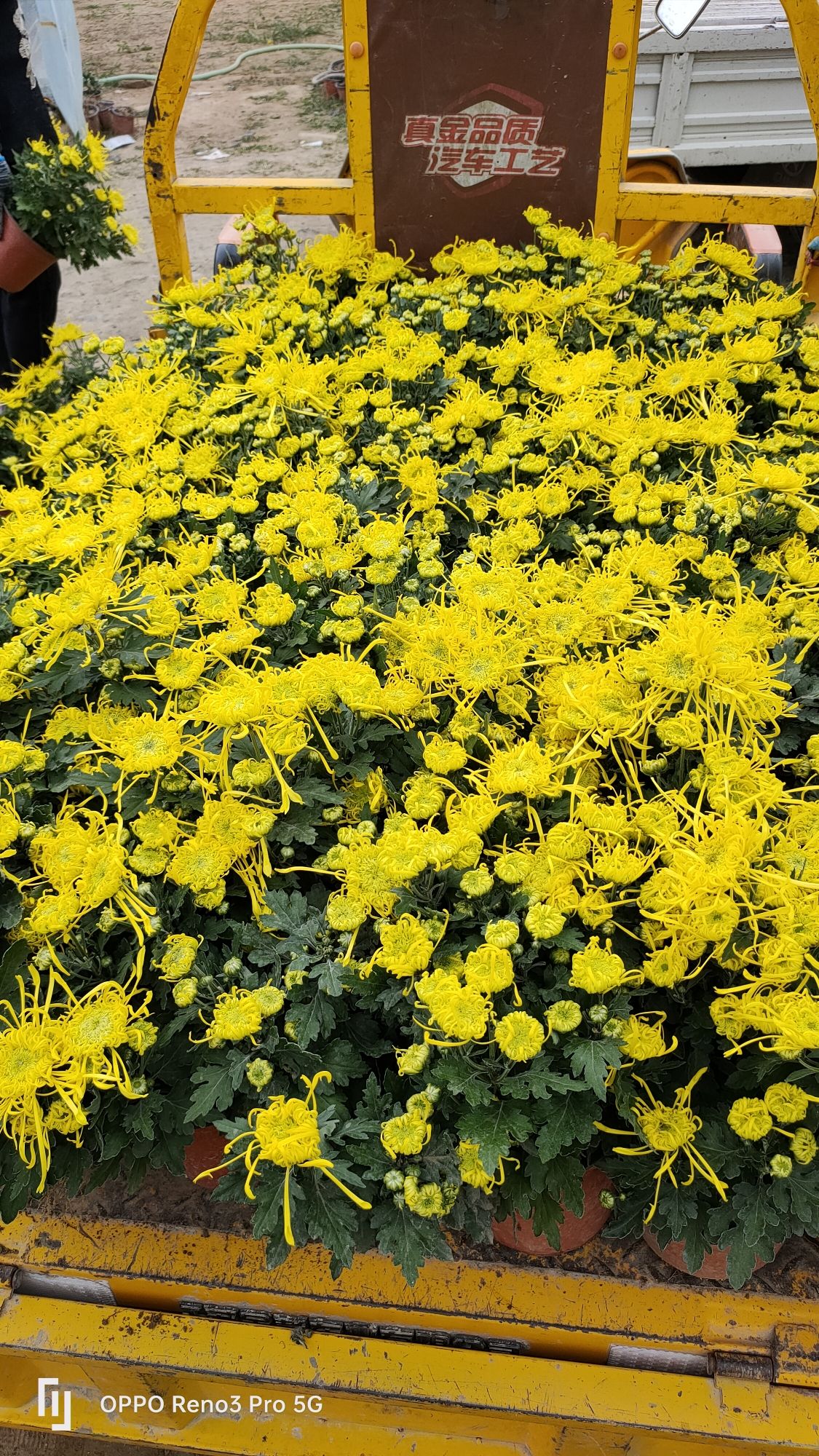 菊花小镇旅行图片 3