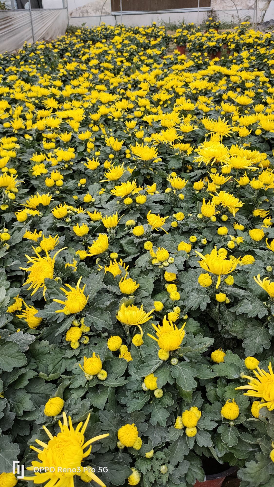 菊花小镇旅行图片 1