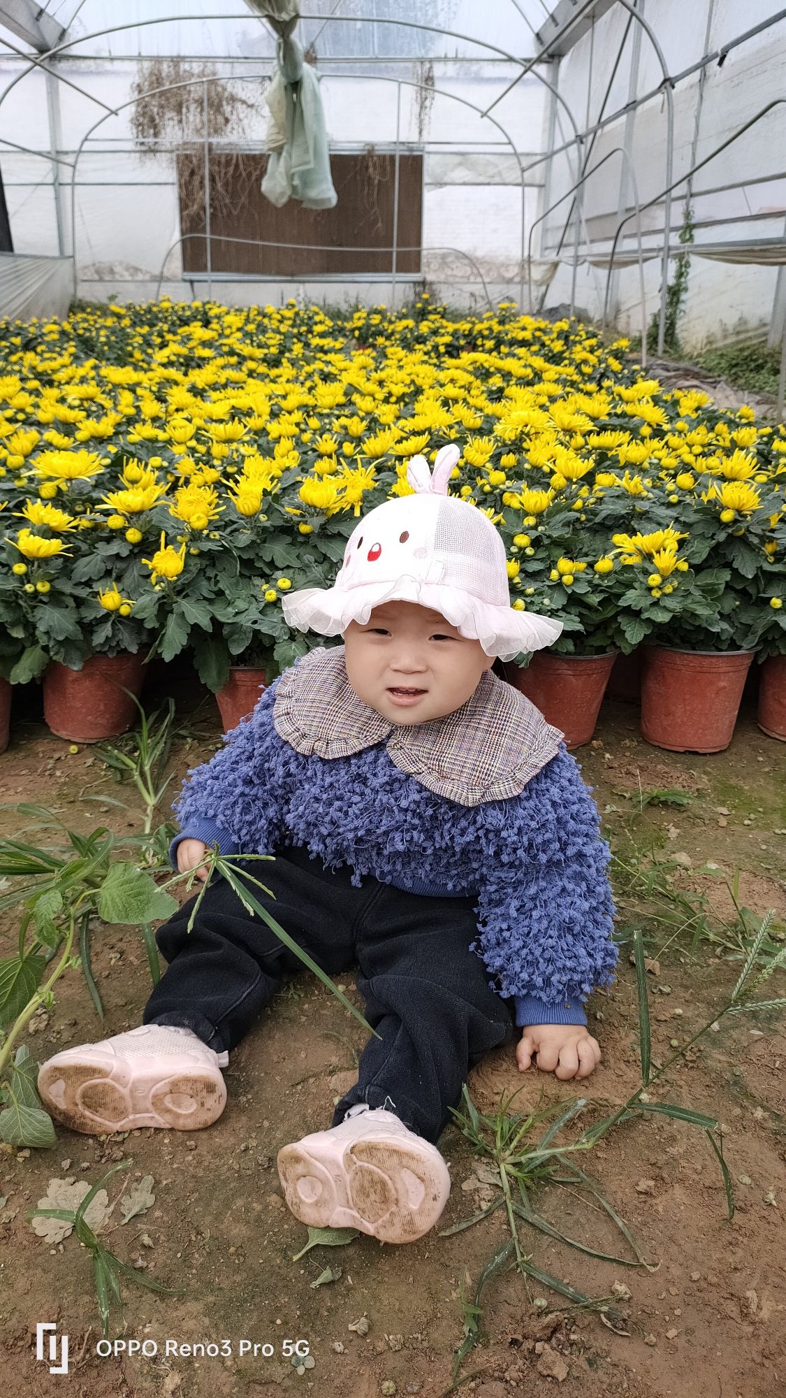 菊花小镇旅行图片 2