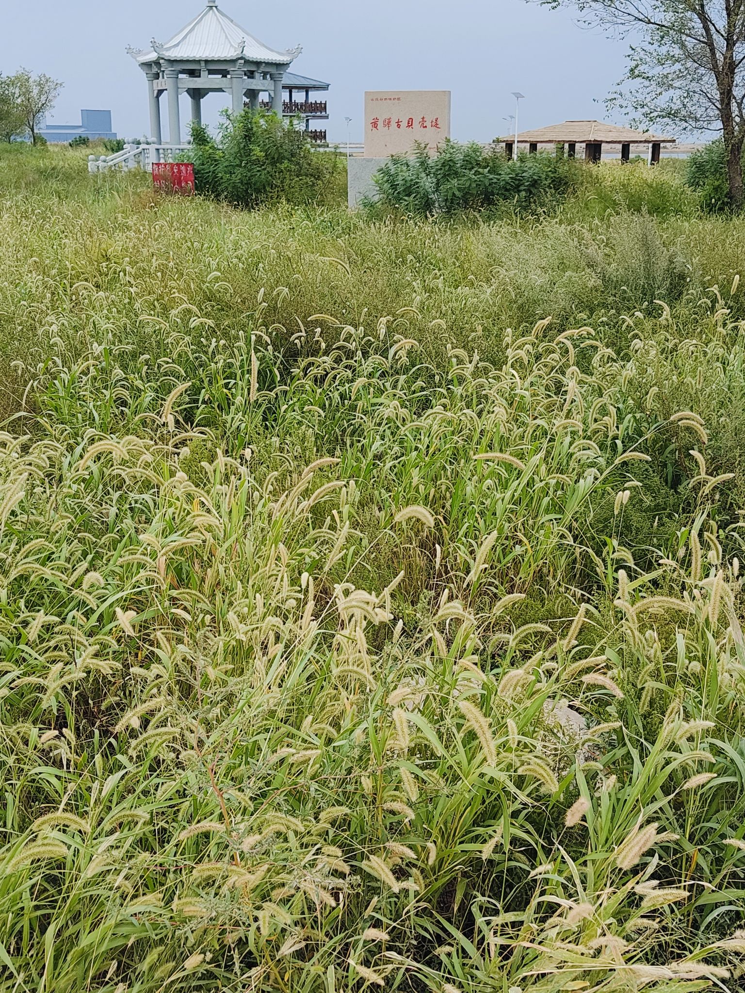黄骅古贝壳堤旅行图片 2