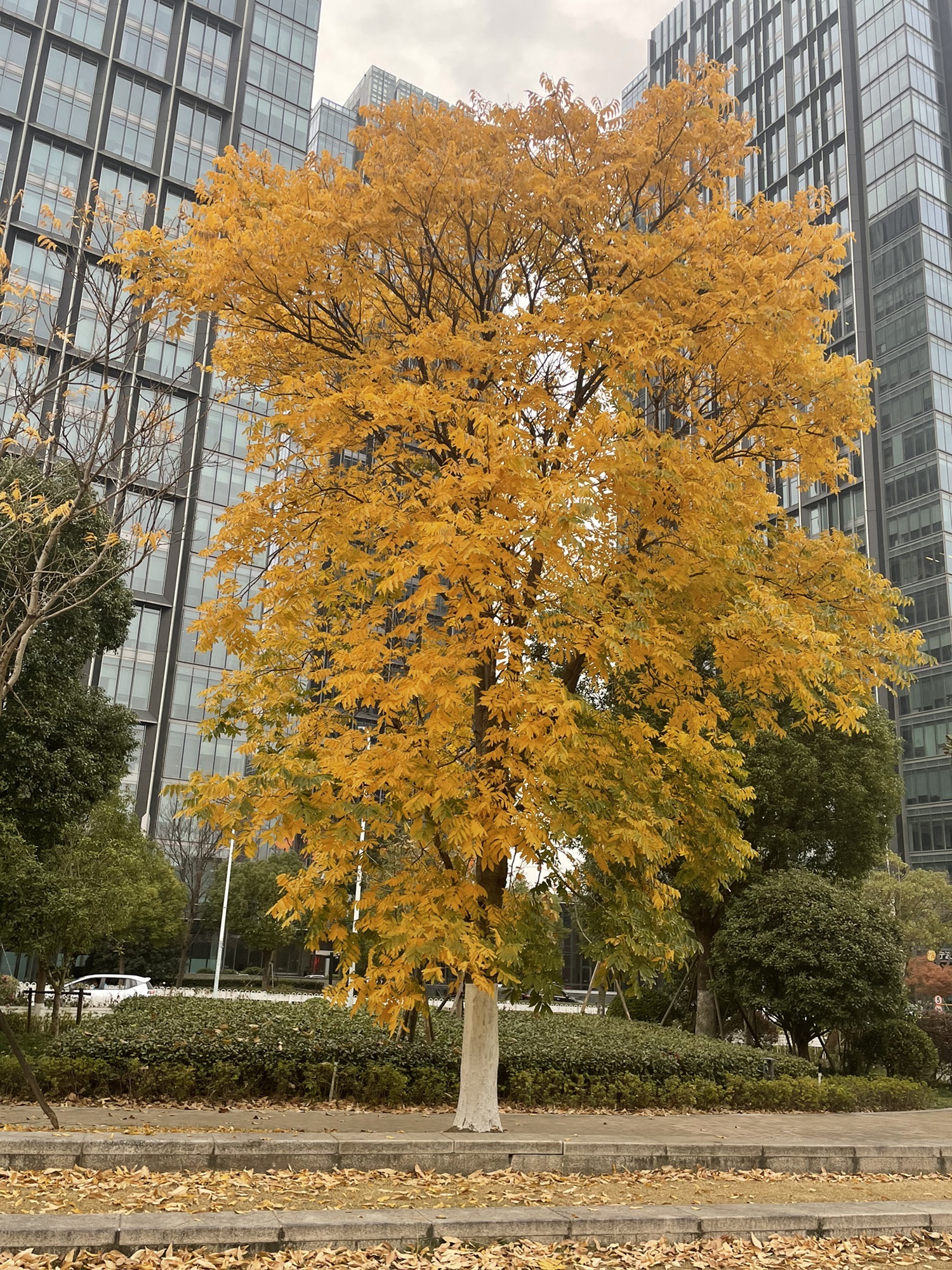 梅陇南方公园旅行图片 1