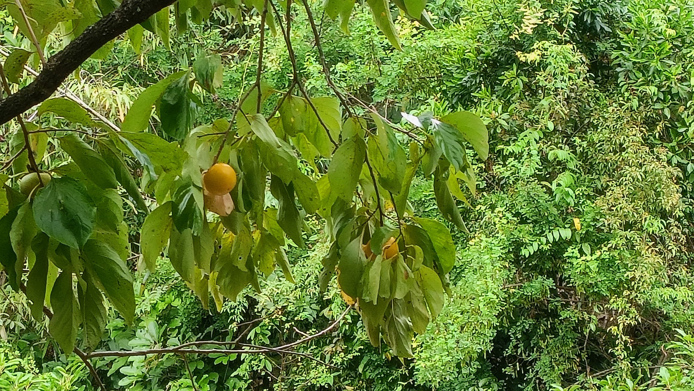 知青小镇旅行图片 2