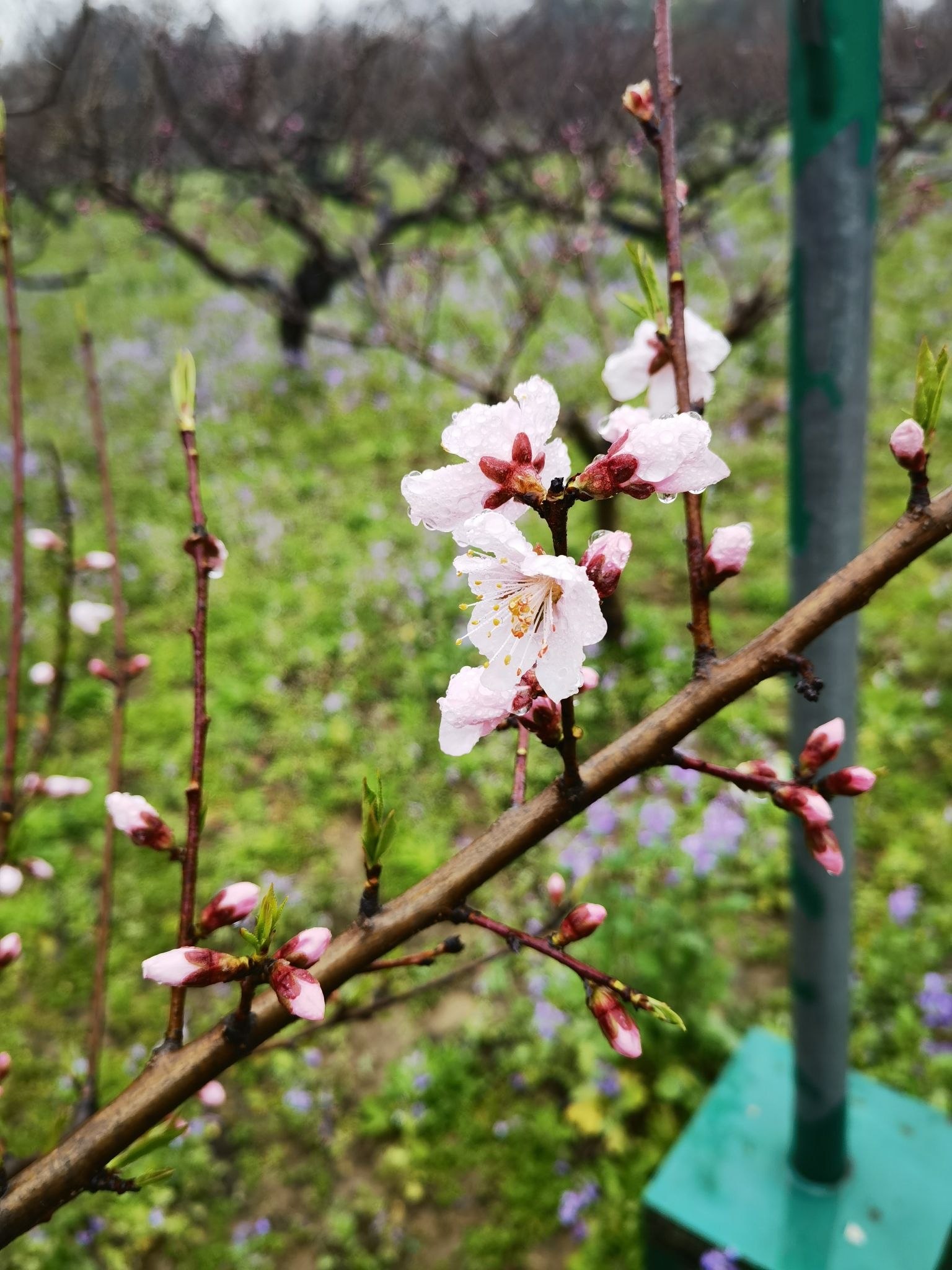 桃花仙子像旅行图片 1