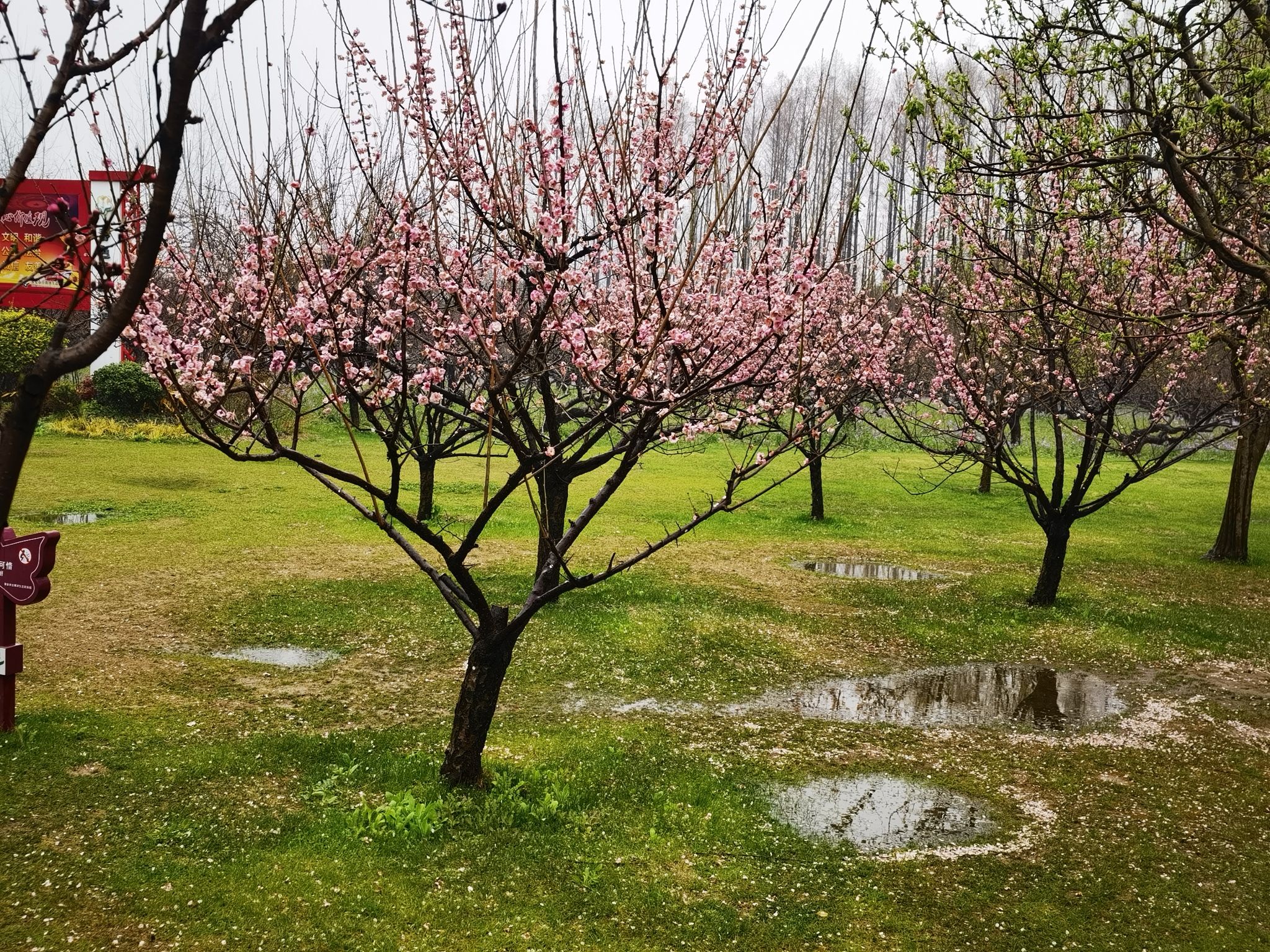 桃花仙子像旅行图片 3