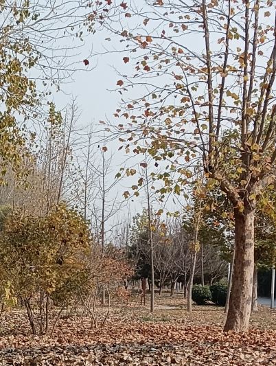 羊头岗城市森林公园旅行图片 1