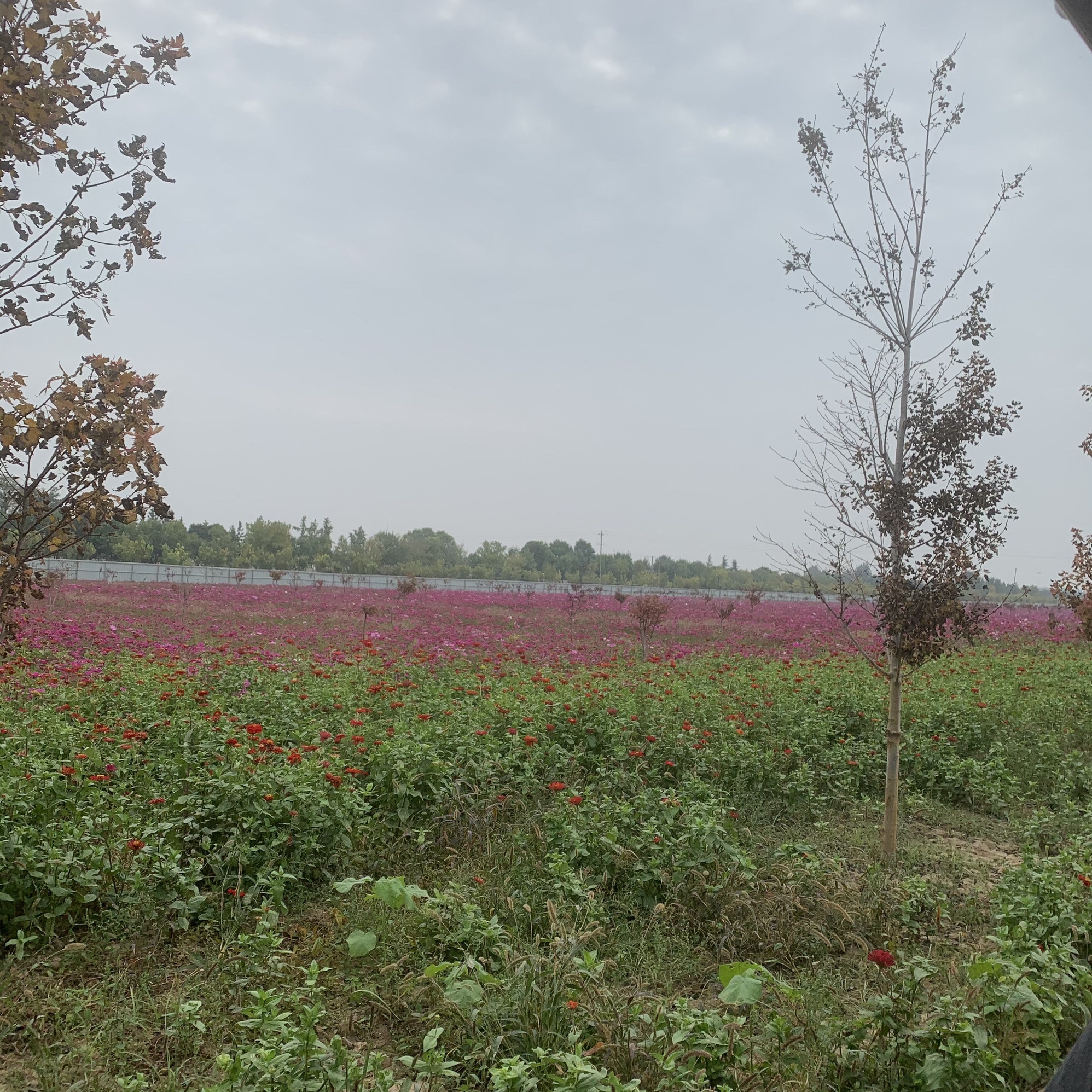 豫见花田旅行图片 1