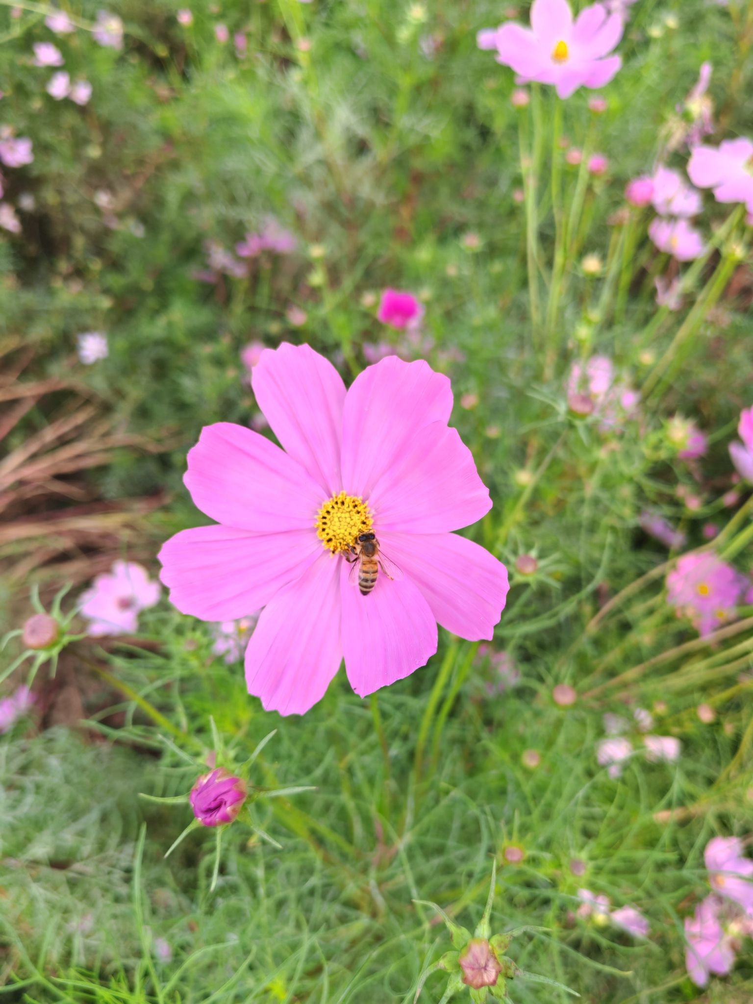豫见花田旅行图片 1