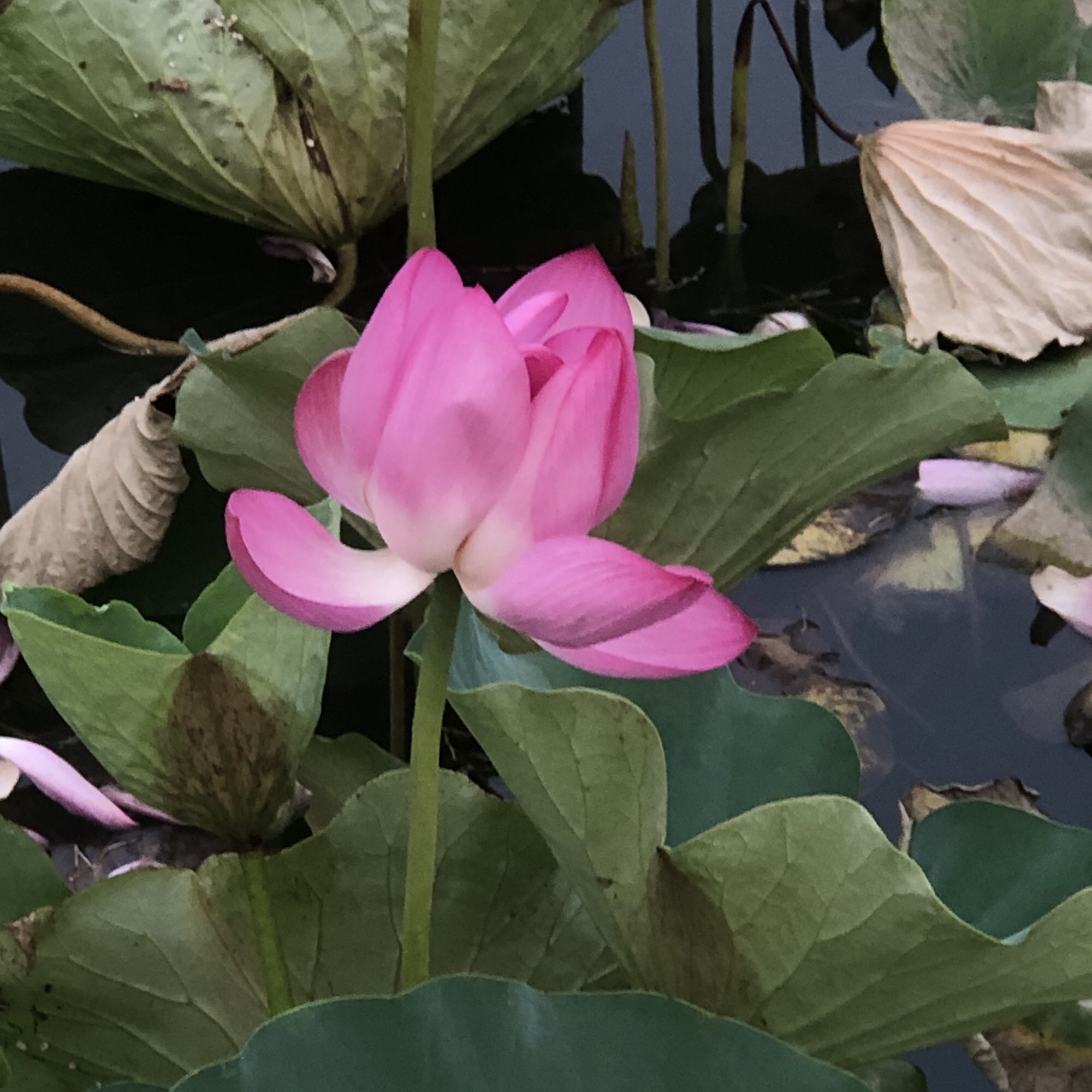 青甸湖公园旅行图片 1