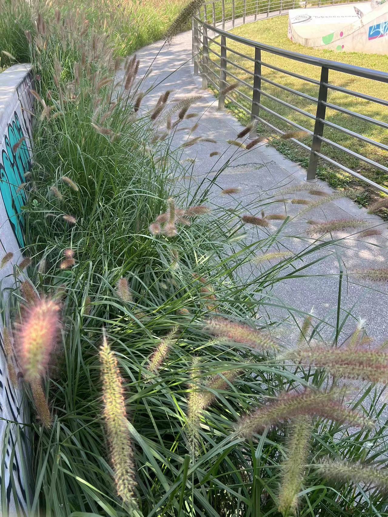 青甸湖公园旅行图片 1