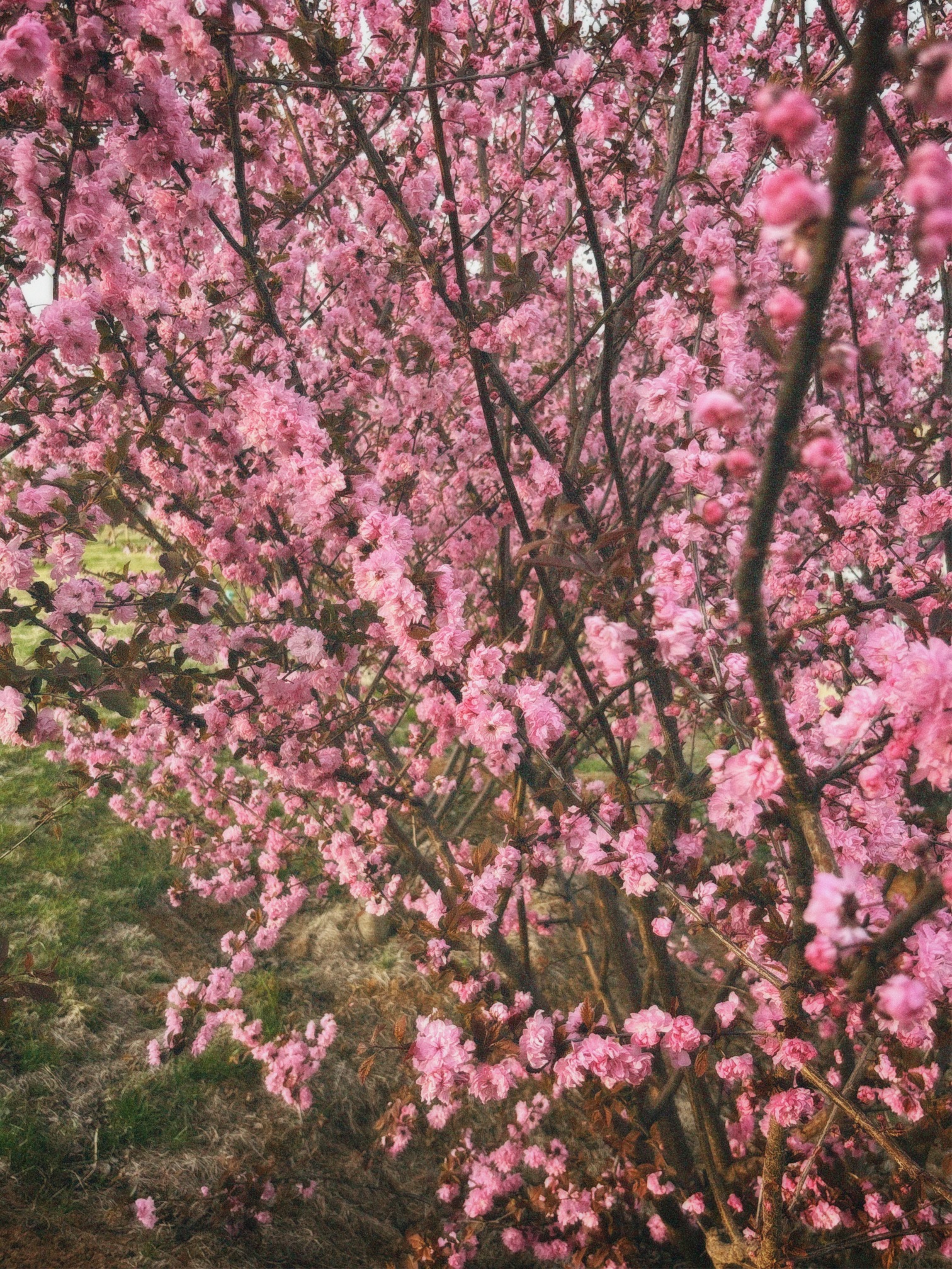伊滨中央公园旅行图片 1