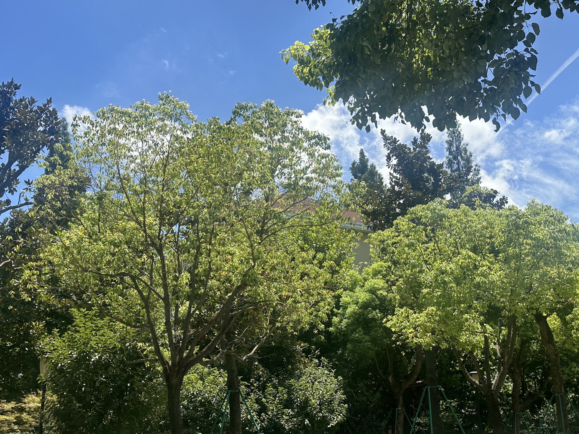 种德路桥公园旅行图片 2