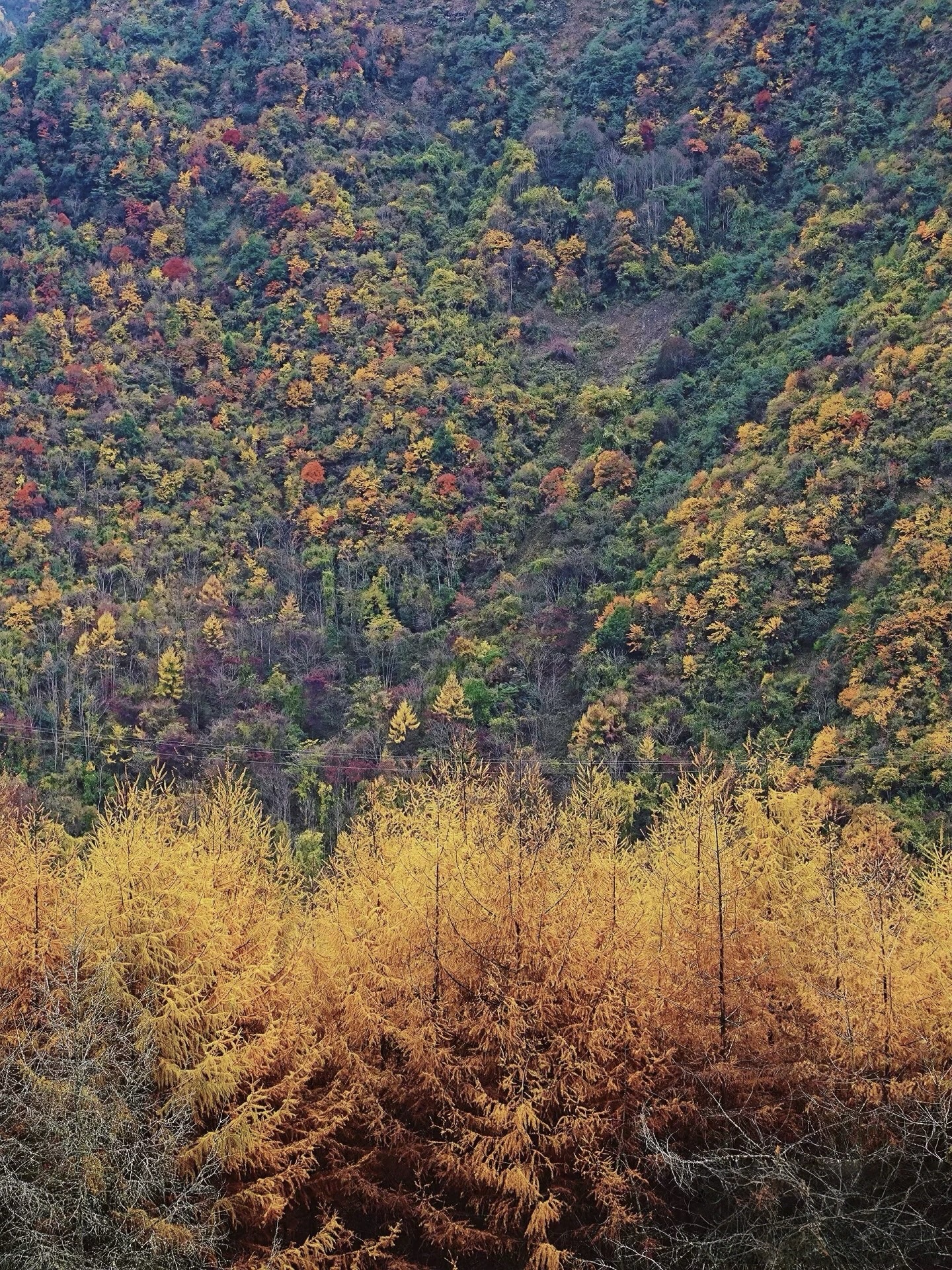 松林湾旅行图片 3