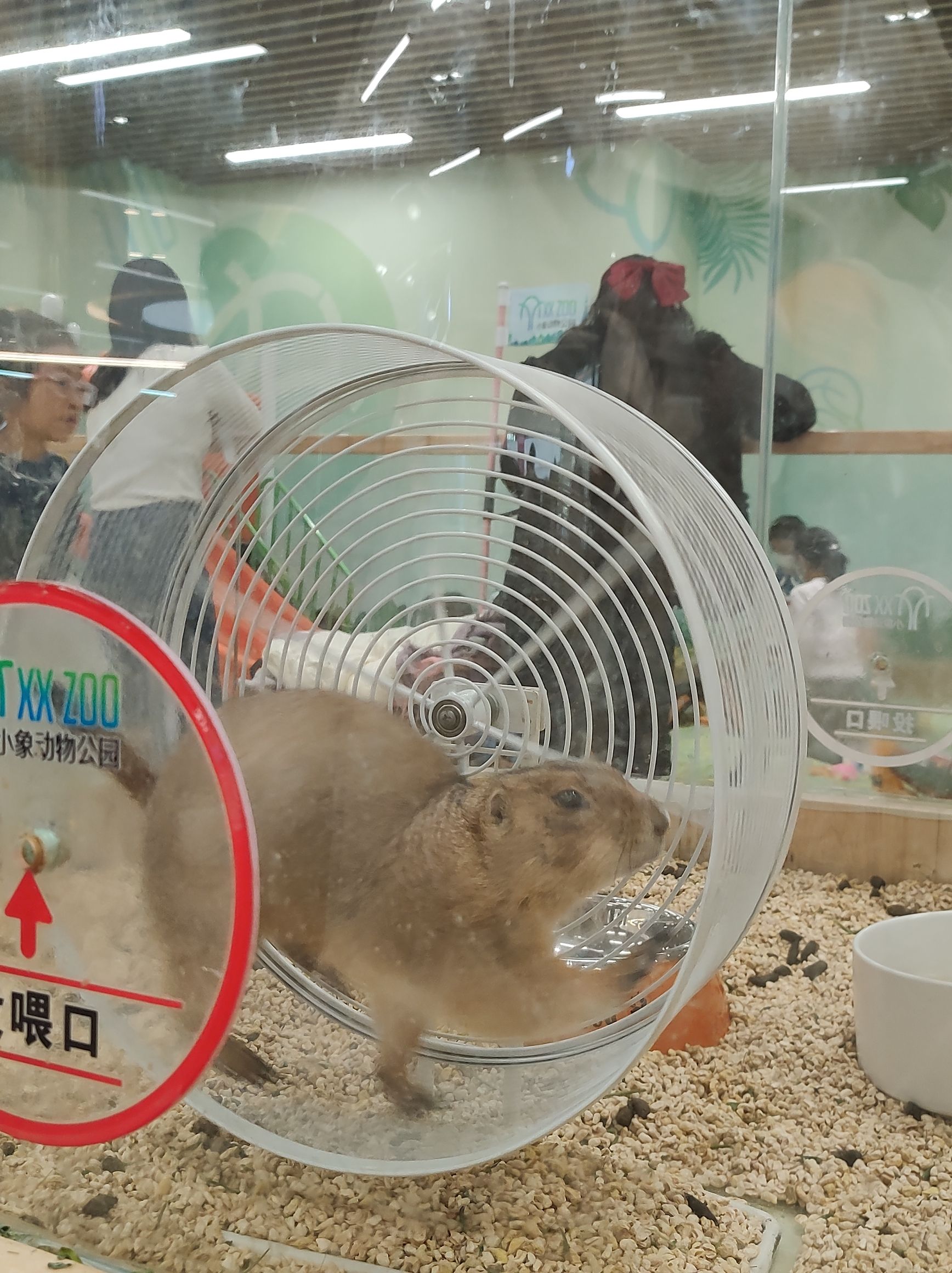 小象动物公园(安阳吾悅广场店)