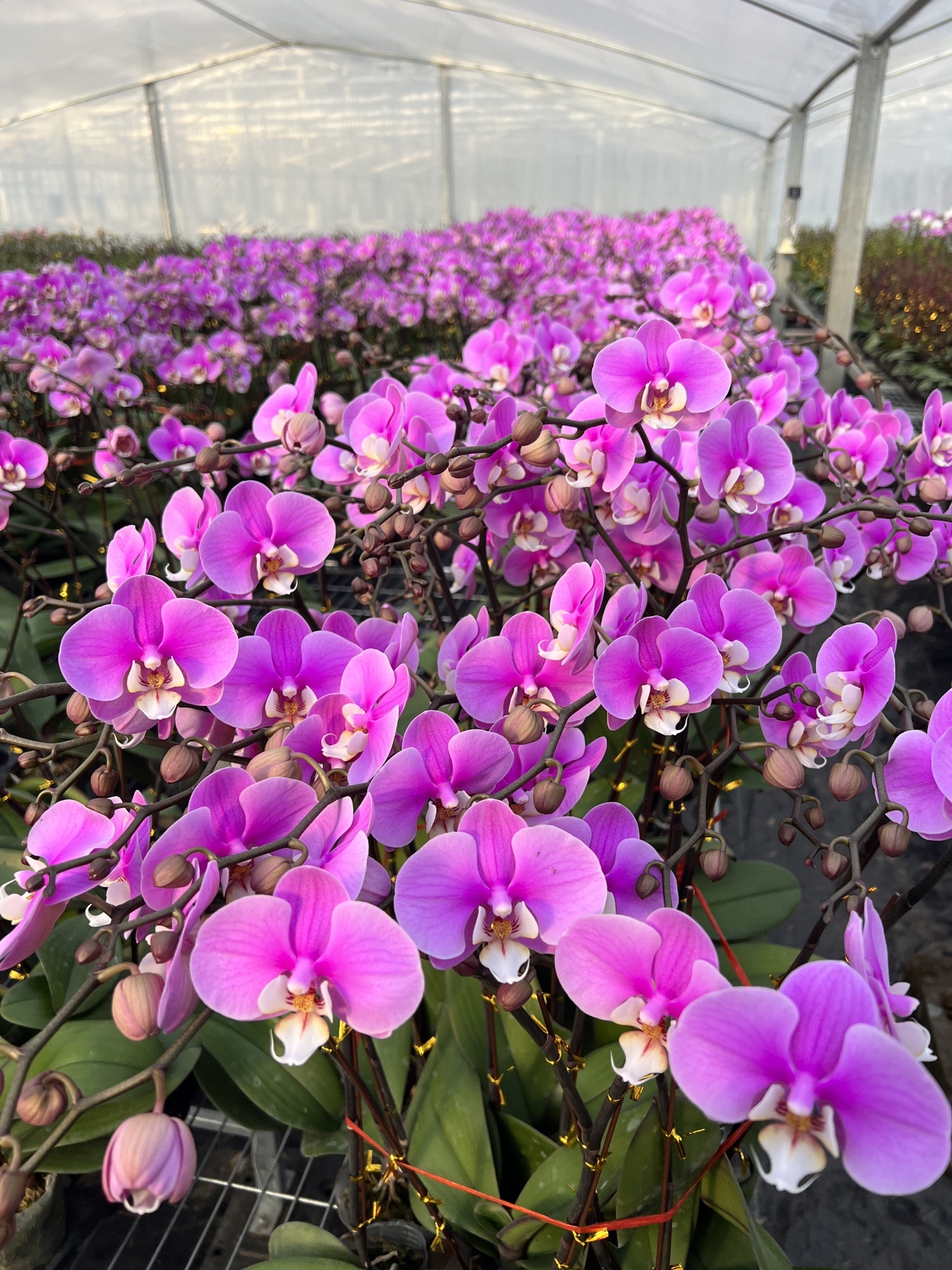 郯城台创花博园蝴蝶兰基地旅行图片 2