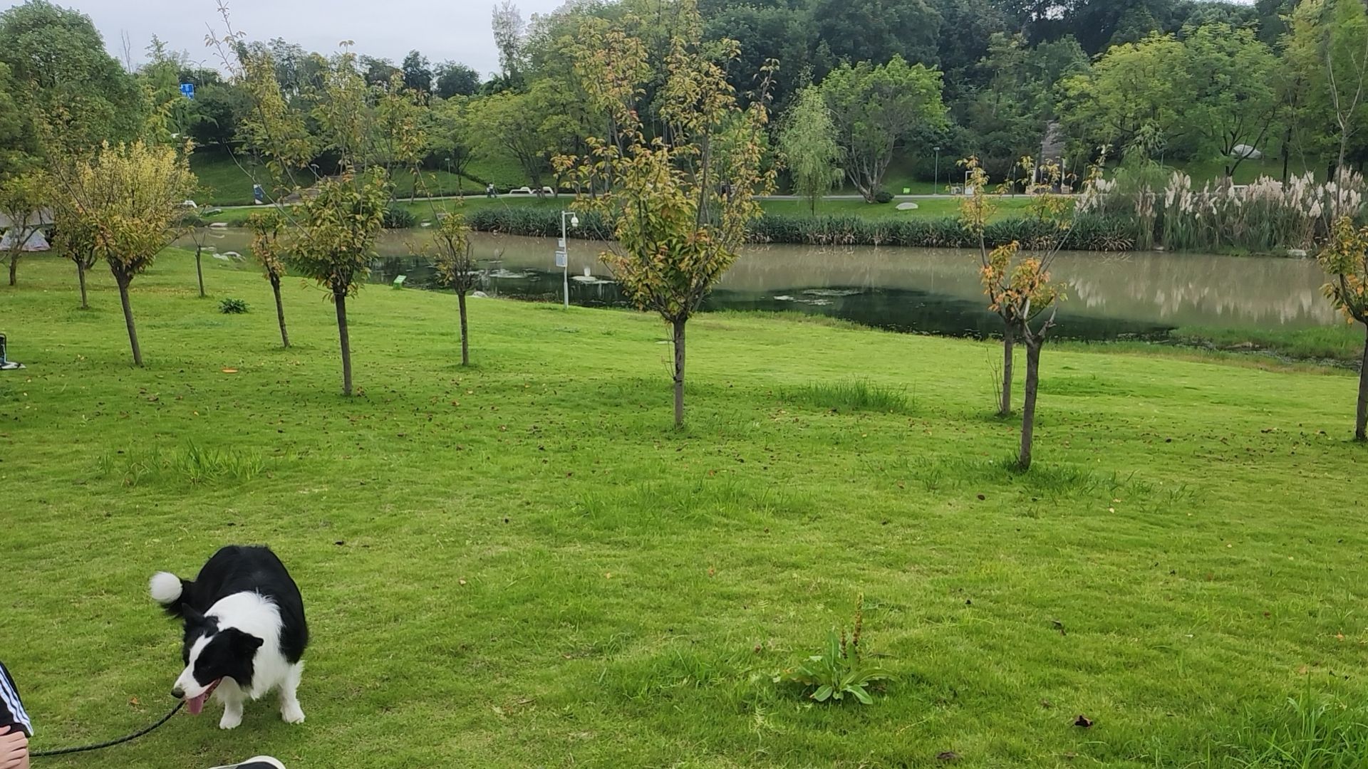 场地封面-天府公园露营地