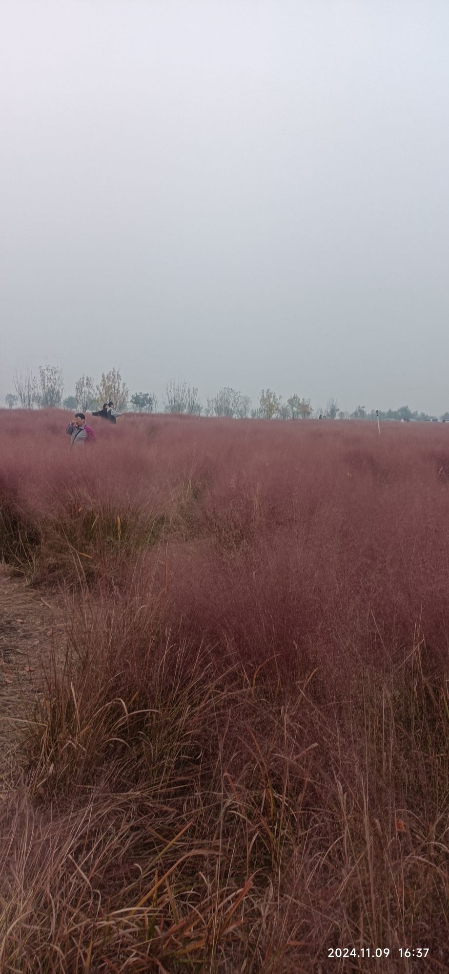 西湖草海旅行图片 1