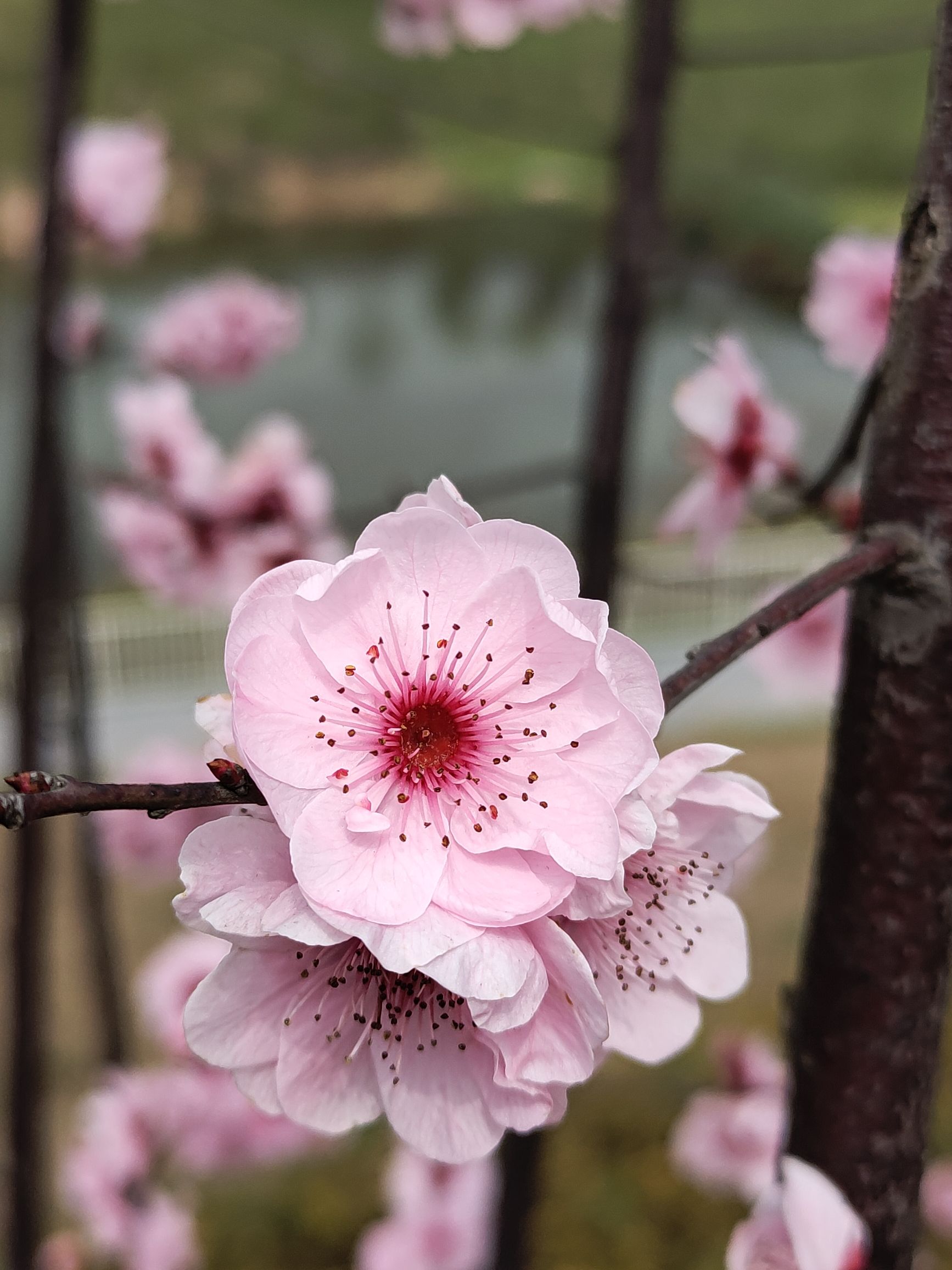 凤鸣湖公园旅行图片 1