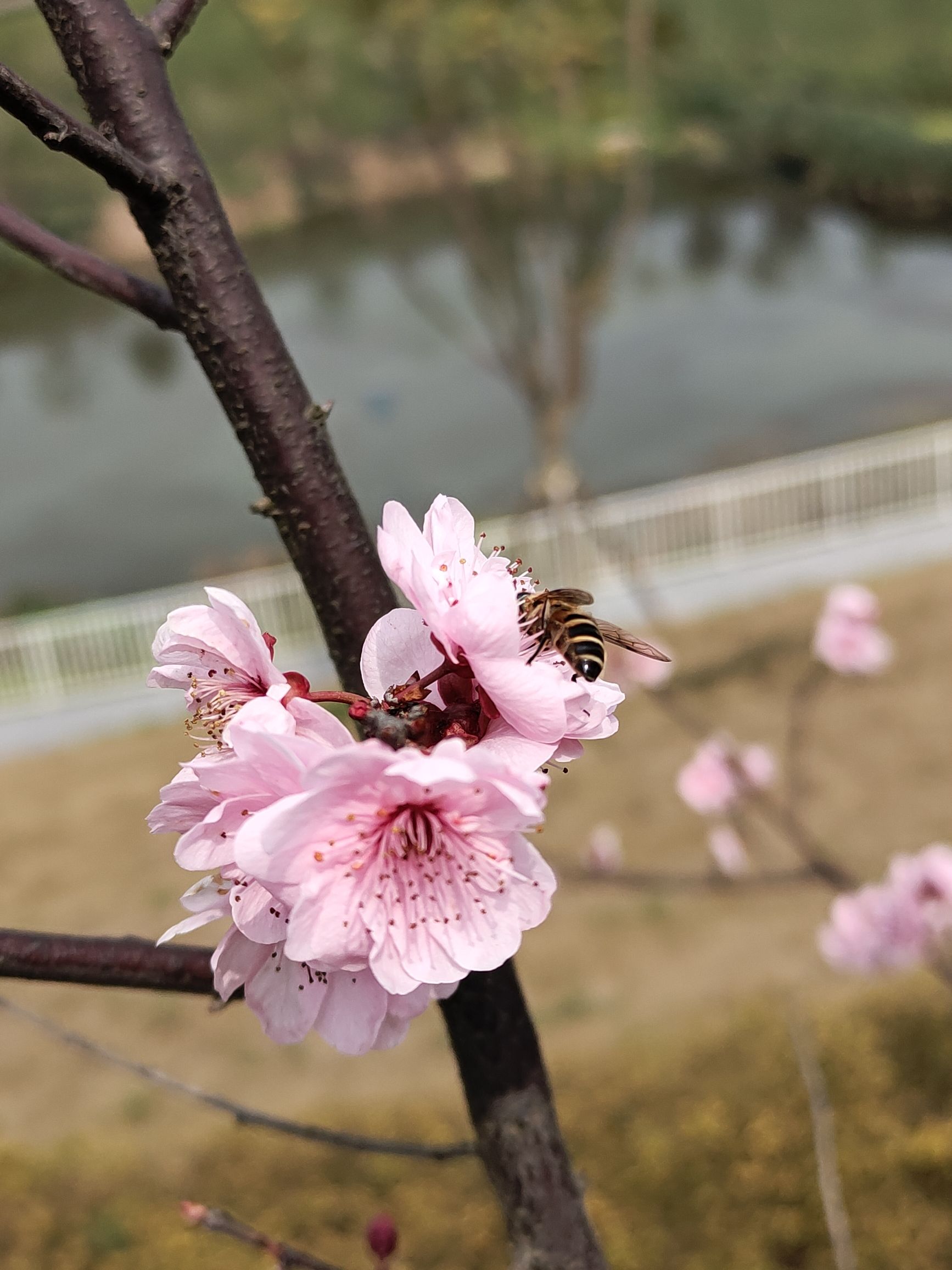 凤鸣湖公园旅行图片 3