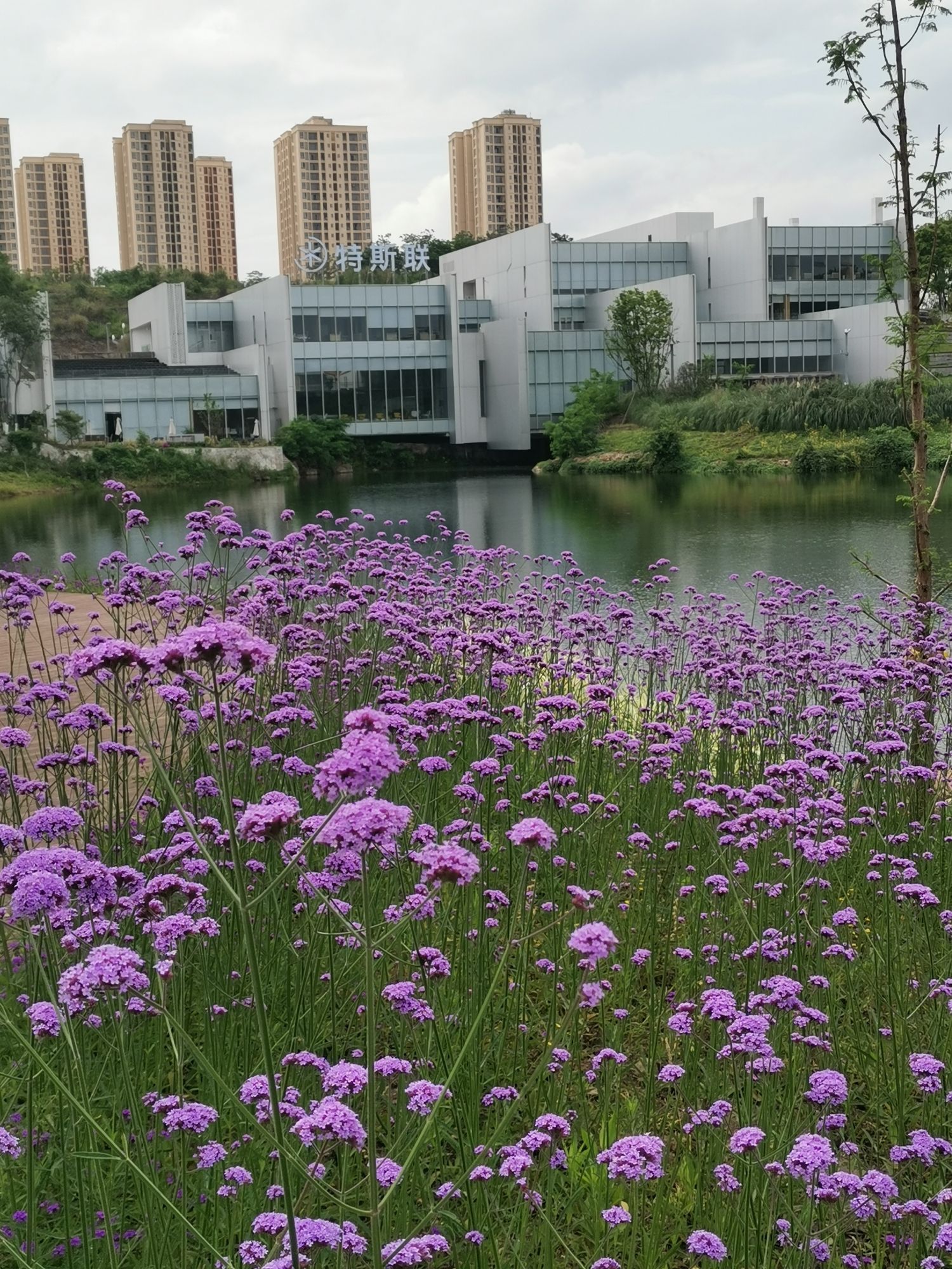 凤鸣湖公园旅行图片 2