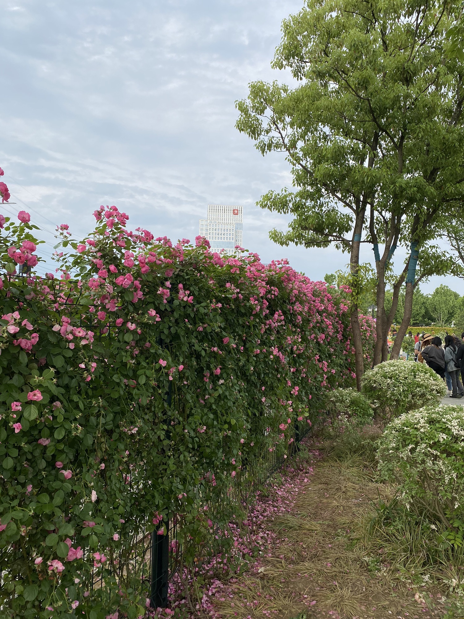 金银湖月季花园旅行图片 2